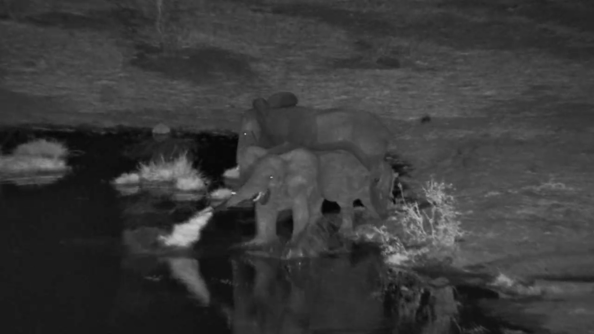 Unbelievable! Elephant Escapes Crocodile Attack!