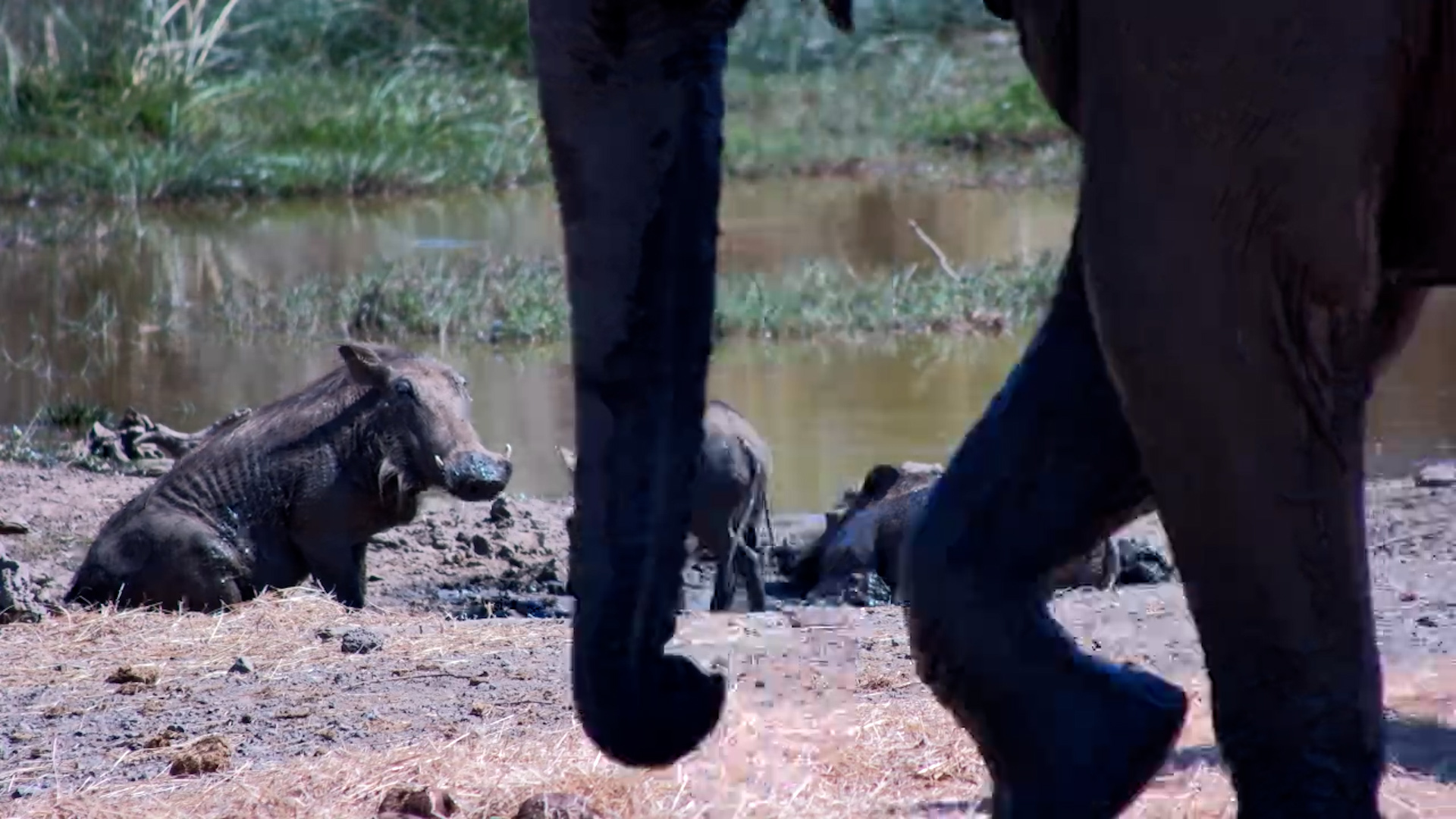 Elephants Take Over! Baboons & Warthogs Run as Calves Chase Them