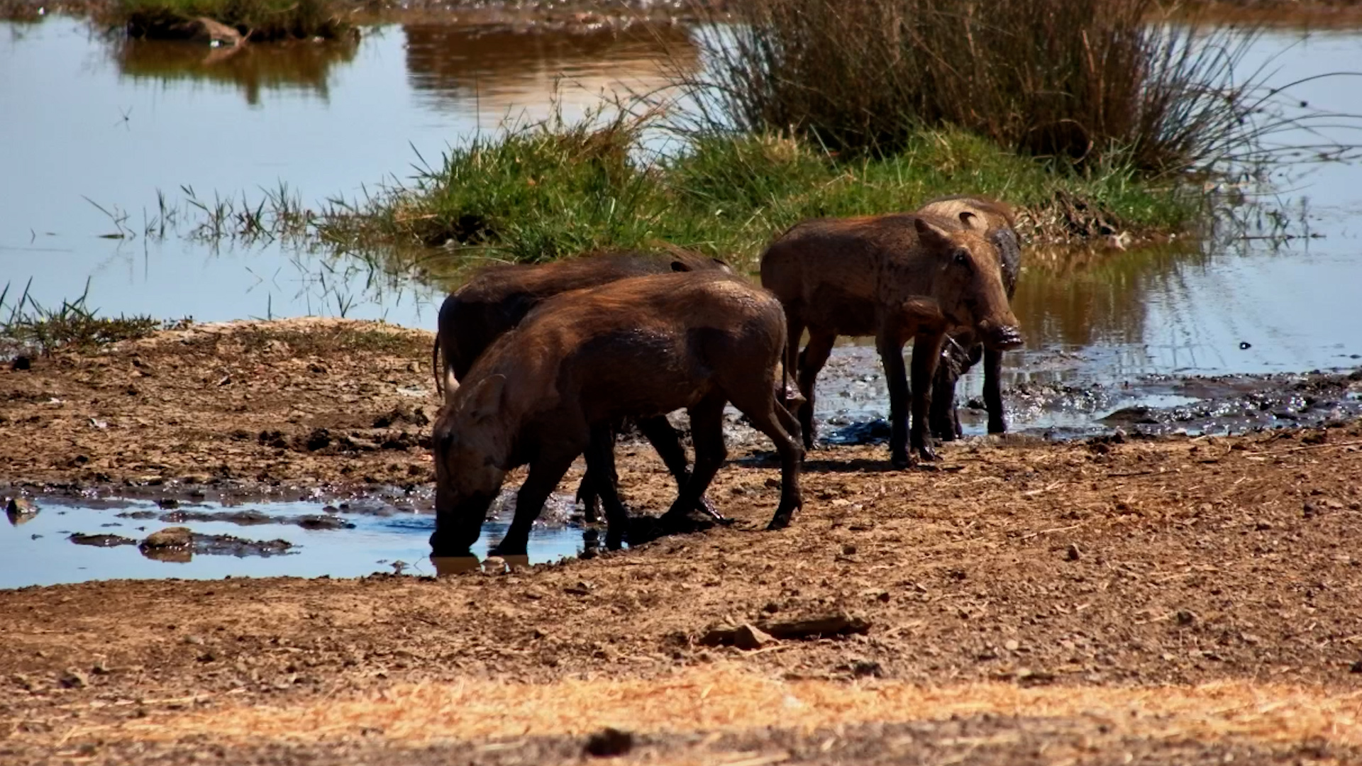 Warthogs Enjoy a Muddy Dip at Vic Falls Safari Lodge