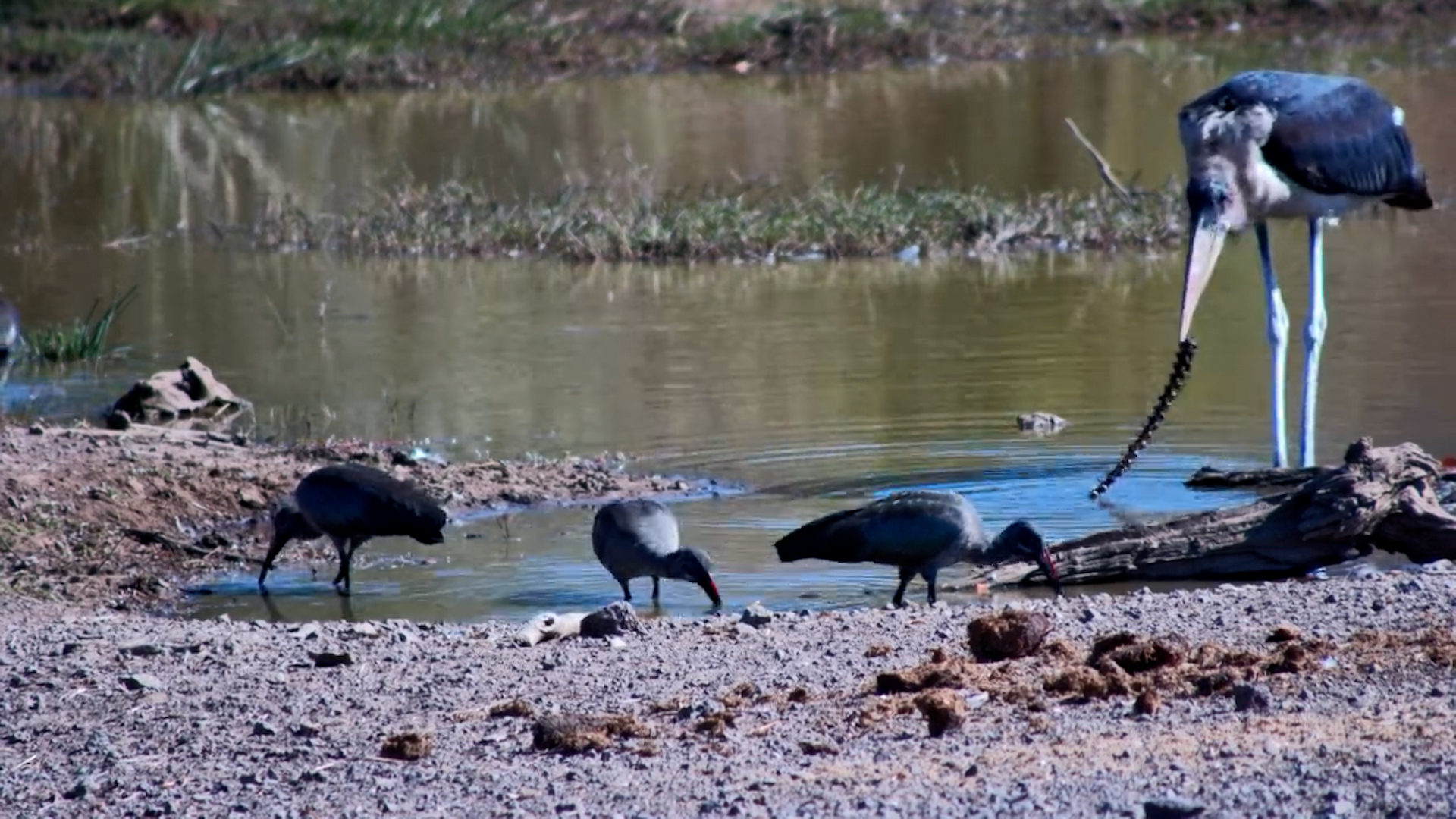 Marabou Stork vs. Backbone: A Slippery Snack Struggle!