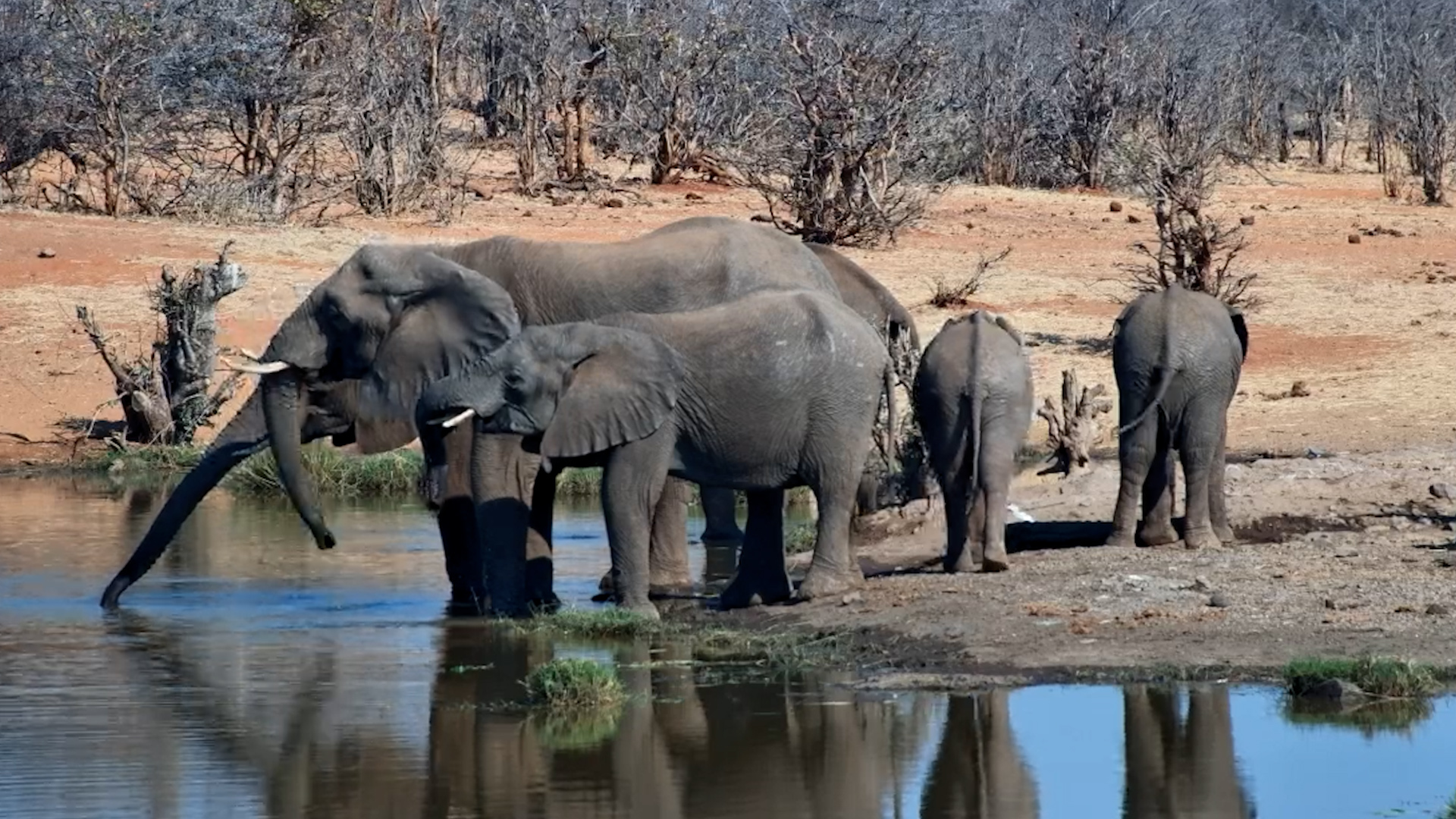 Timelapse: Elephant Herd Drinks at Vic Falls Safari Lodge