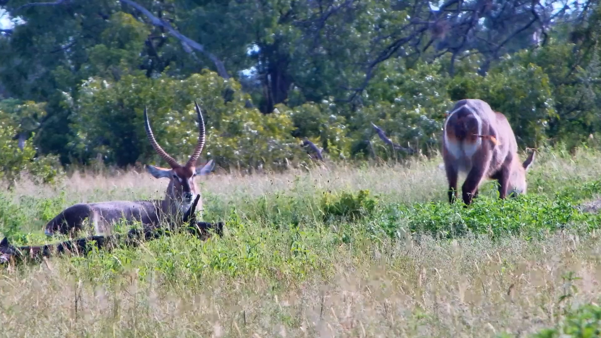 Relaxed Waterbuck at The Hide
