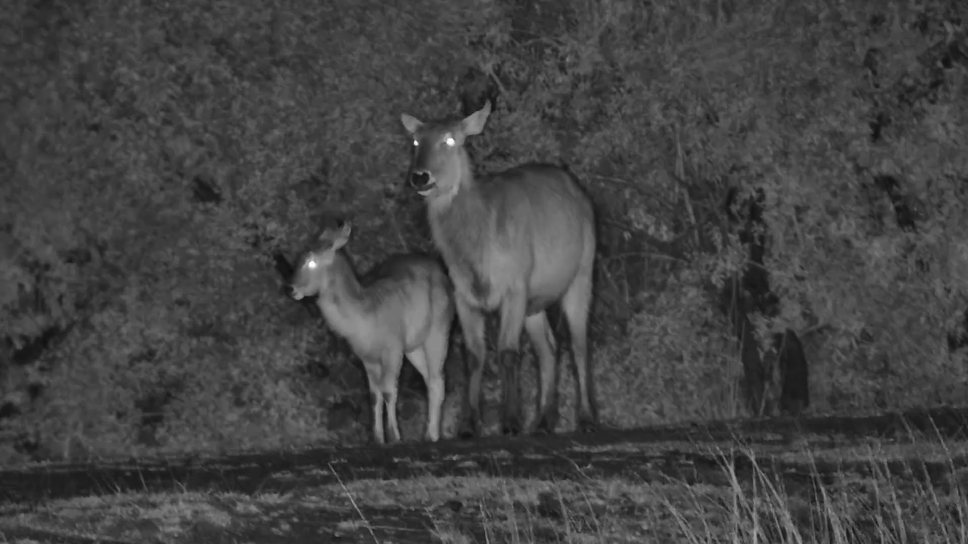 Waterbuck Mum & Calf Alert at Night
