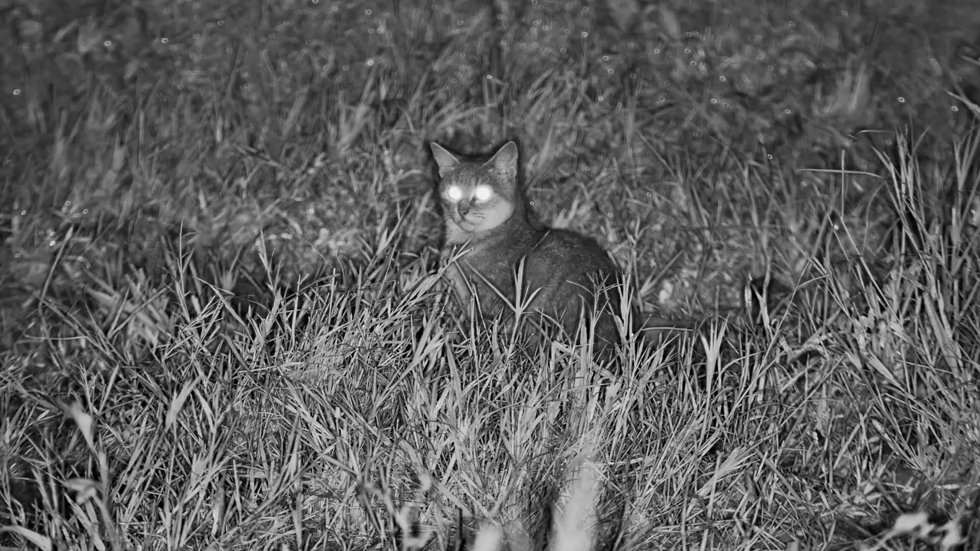 Our Resident African Wild Cat Stops By