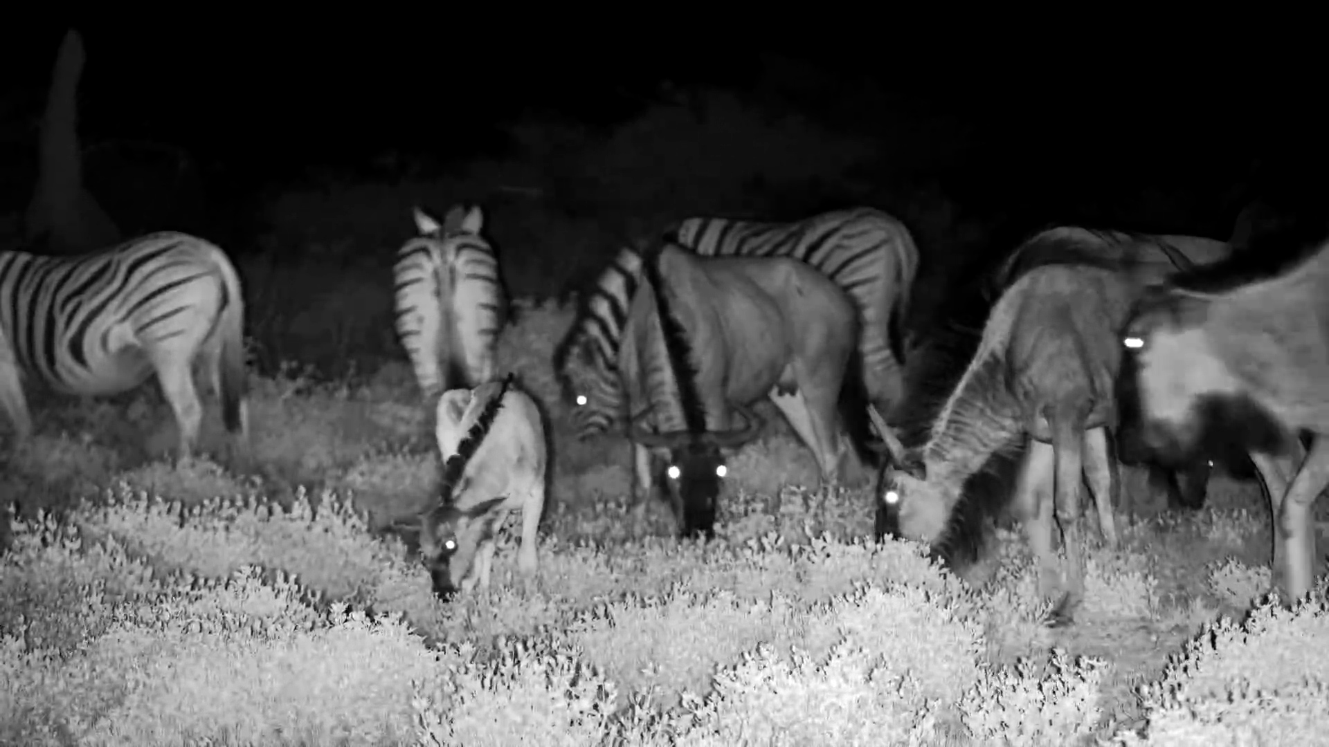 Wildebeest & Zebras Feeding at Night