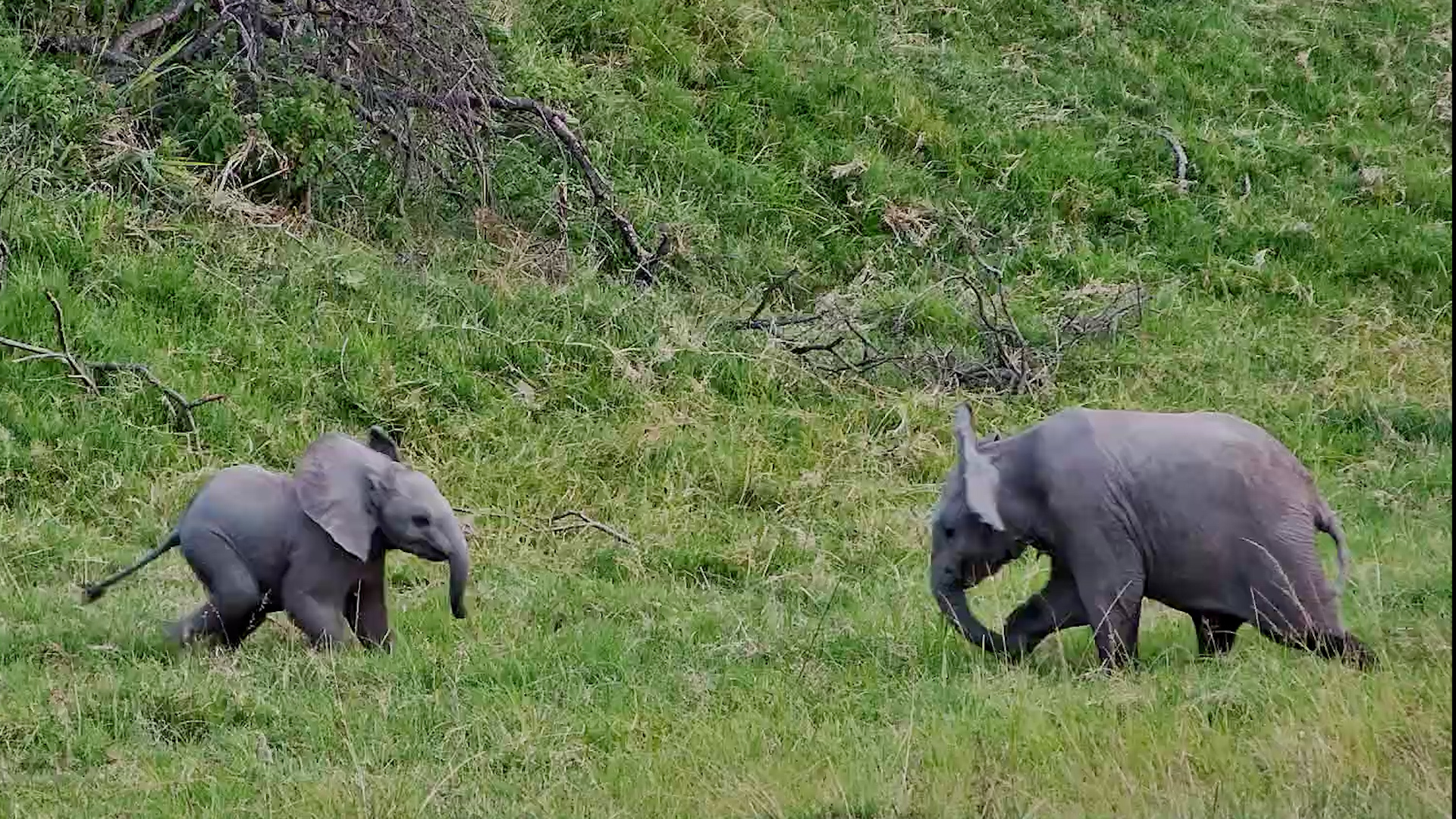 Little Elephant Had So Much Attitude