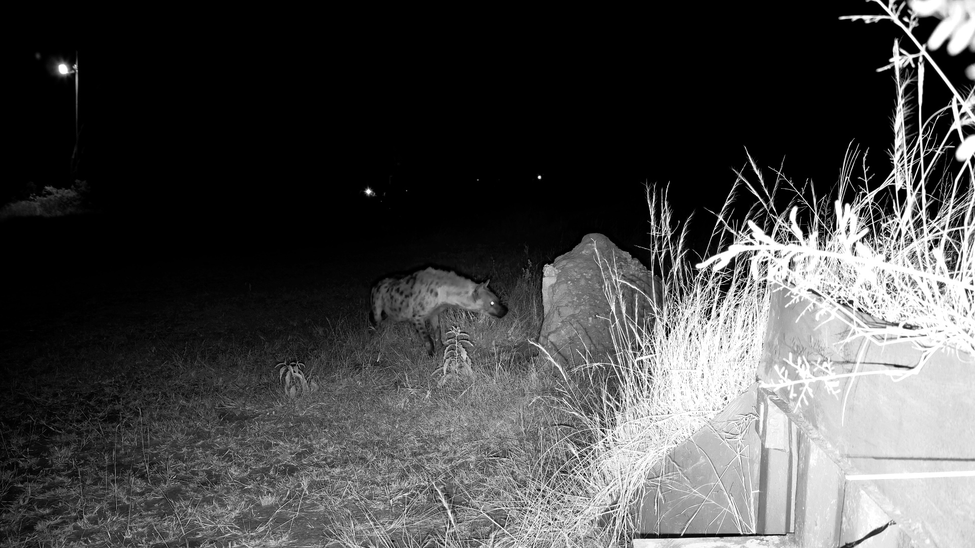 Zebra Drinking And Hyena Sniffing Around Camera