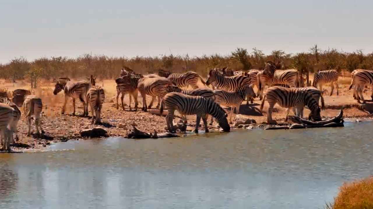 Namibia’s Stripes at the Water