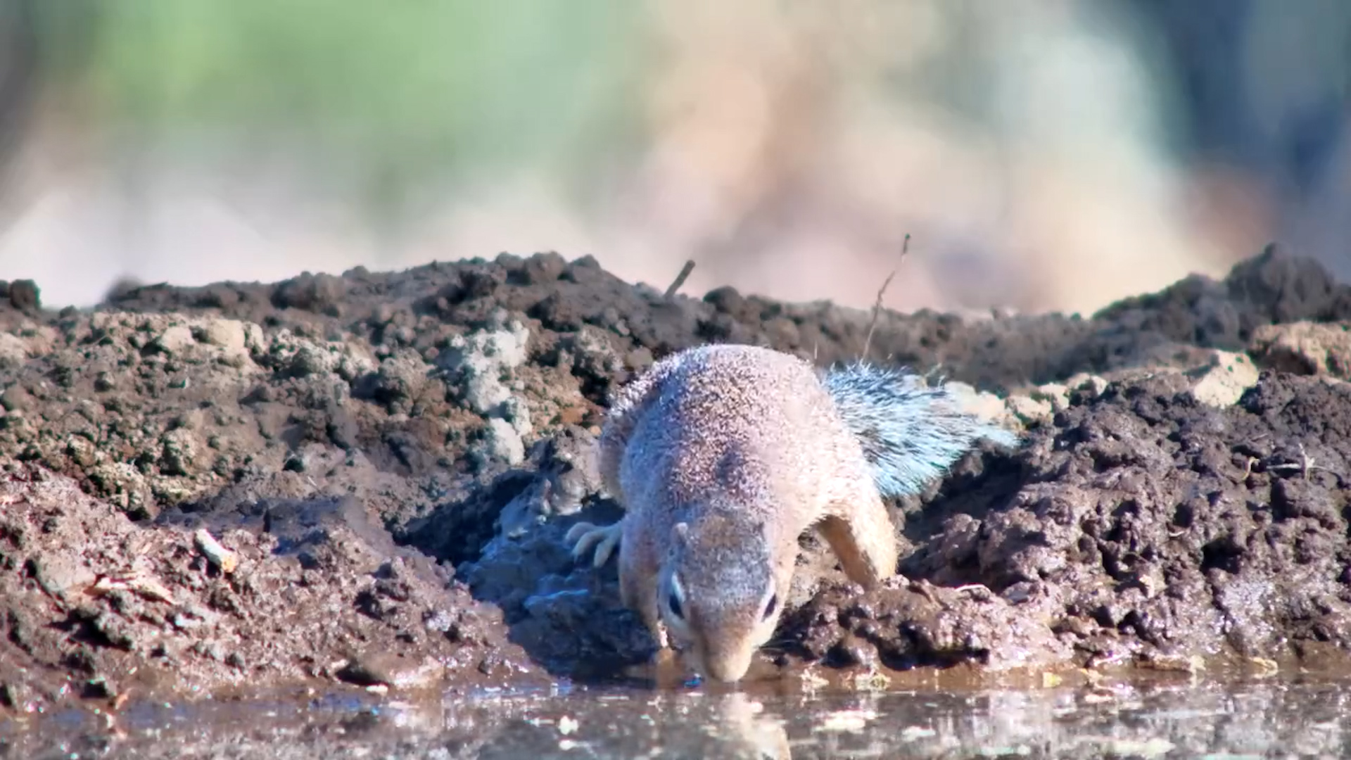 A Sweet Squirrel Drinks at Lentorre