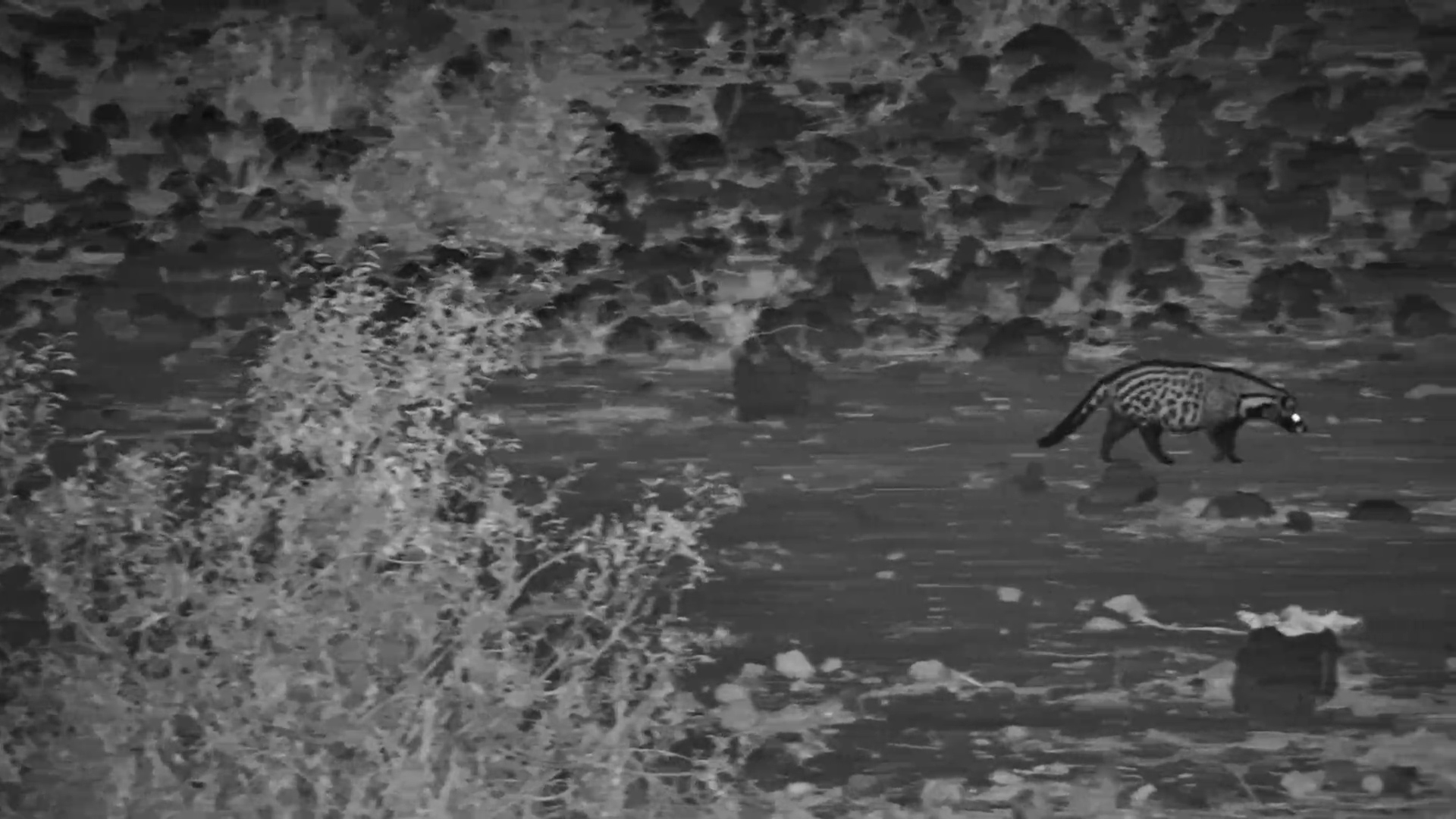 Stealthy Civet Glides Through the Darkness