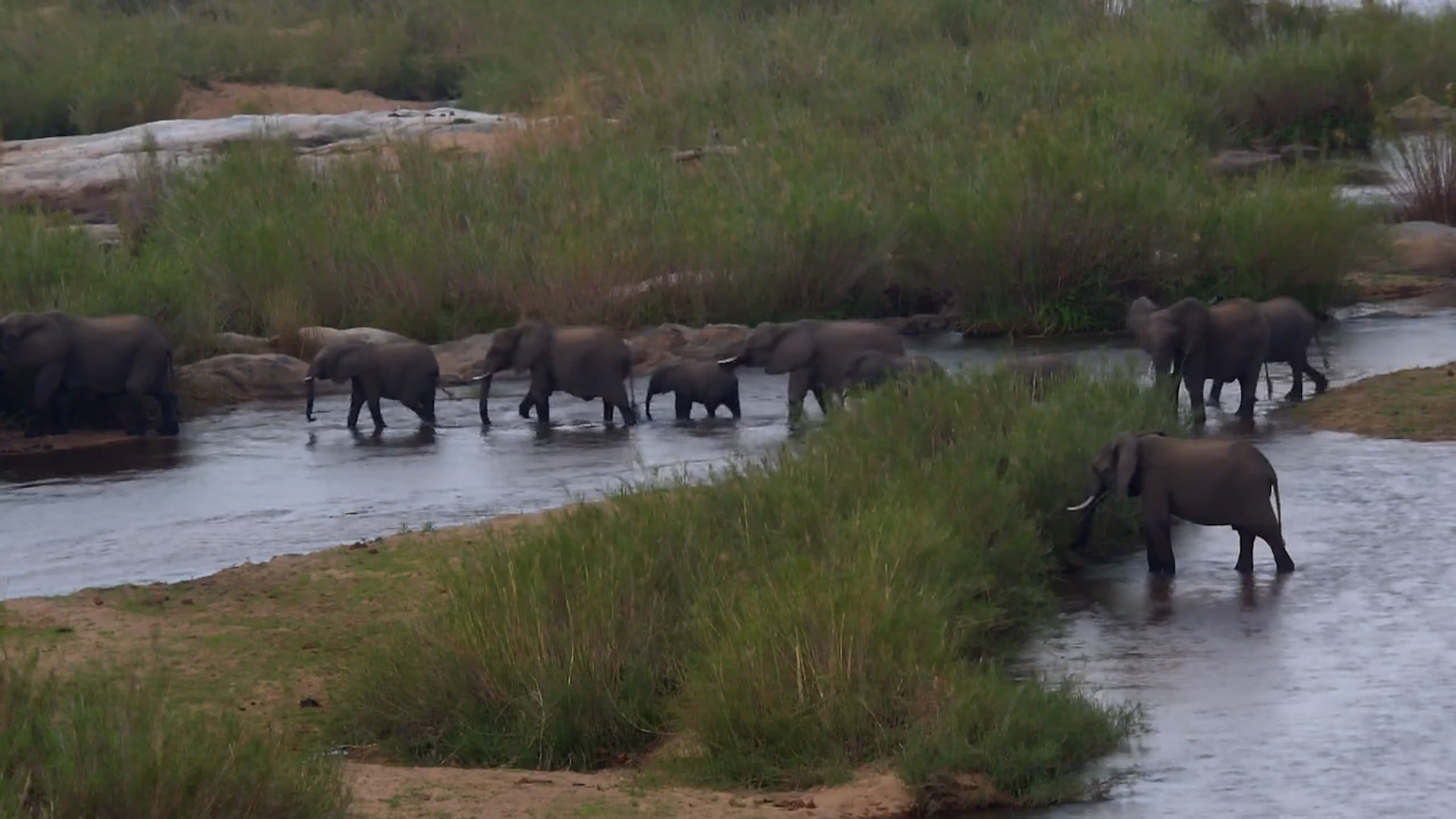 Majestic Elephant Herd Crosses the River