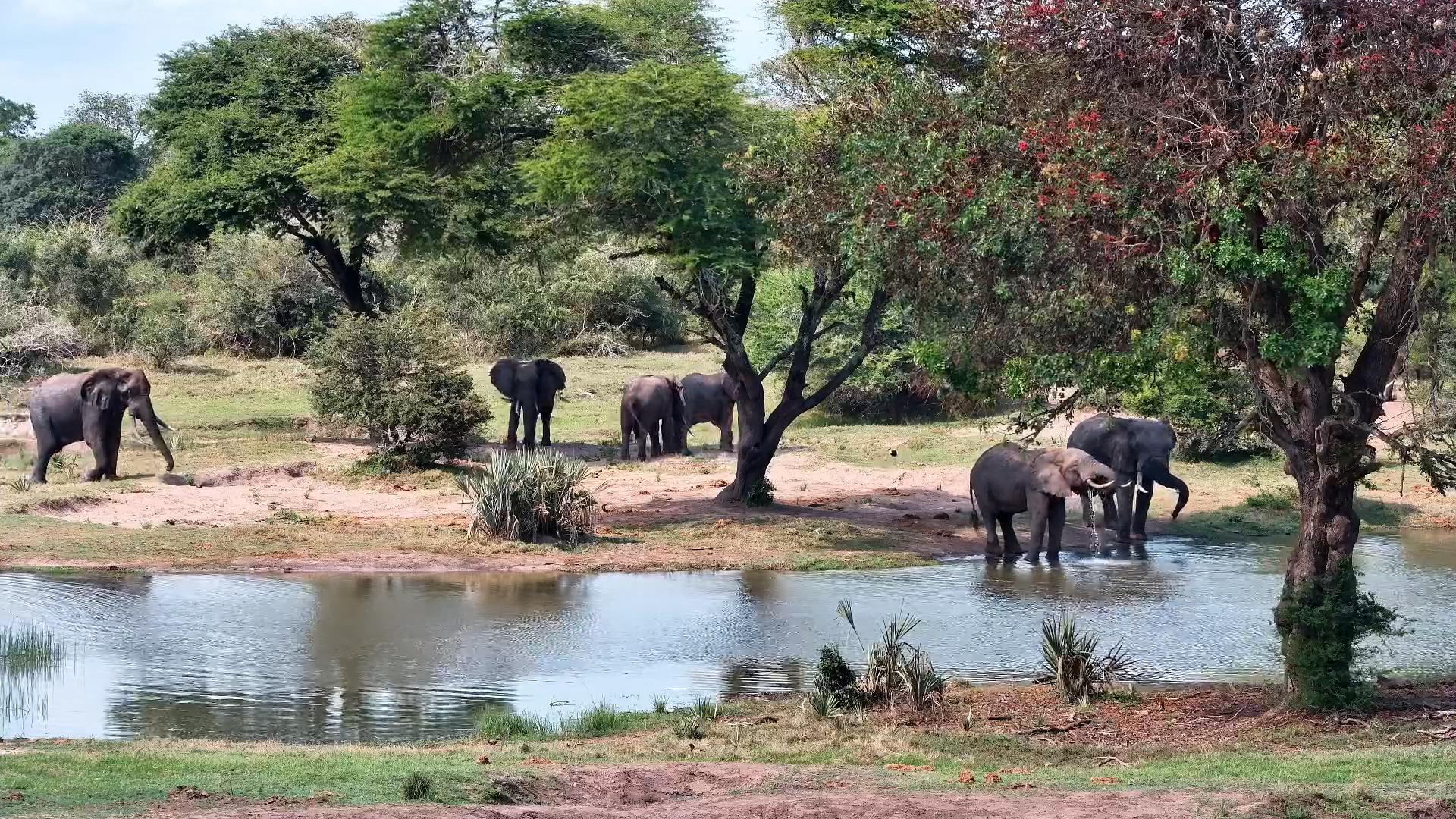 Elephants Relax and Drink at Tembe Waterhole