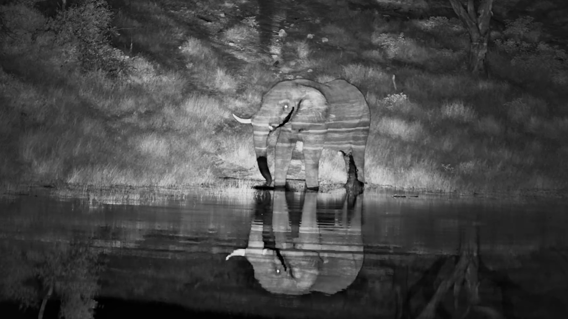 Elephant Drinks and Reflects in the Water