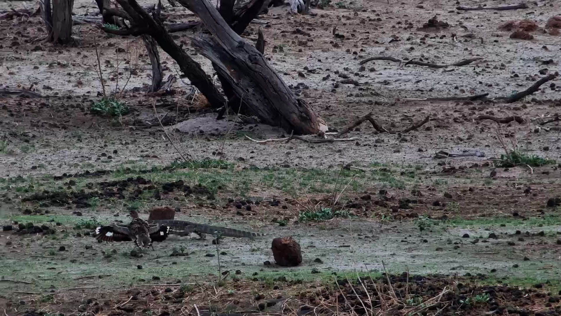 Bird Defends Nest from Scavenging Nile Monitor Lizard!