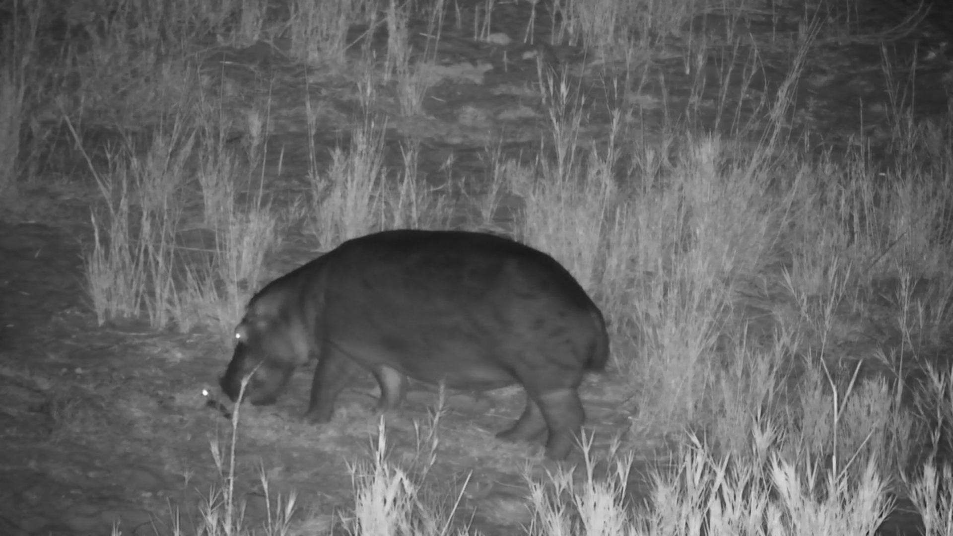 Hungry Hippo Snacks His Way Through Kruger Shalati