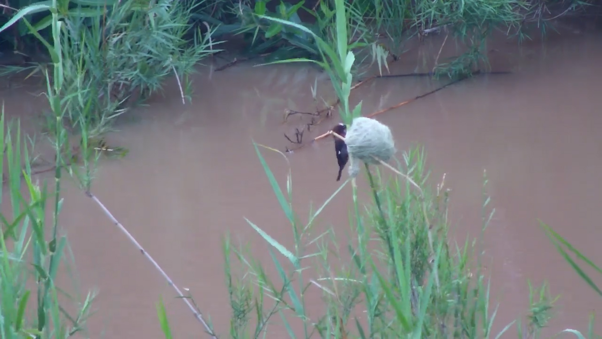 hick-Billed Buffalo Weaver at Kruger Shalati