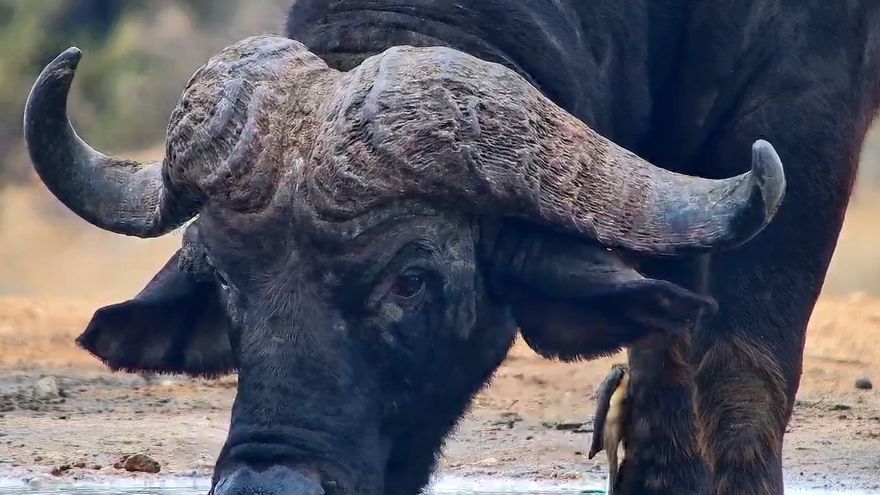 Buffalo Drinks While Oxpeckers Ride Along
