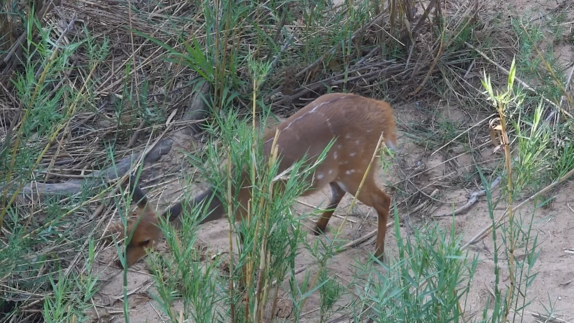 Bushbuck Feeding Under the Bridge