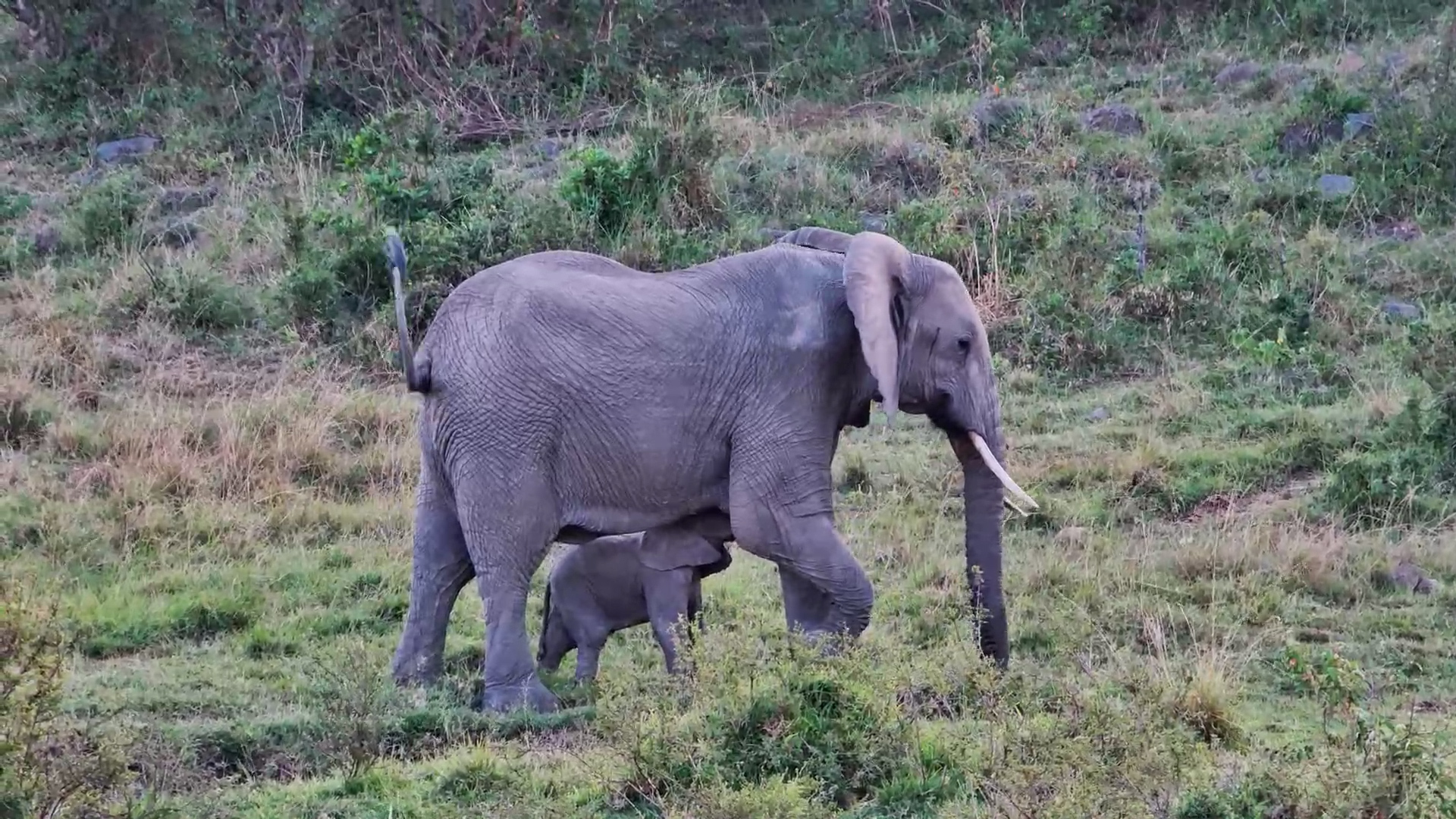 Gentle Elephant Herd Wanders Through the Mara