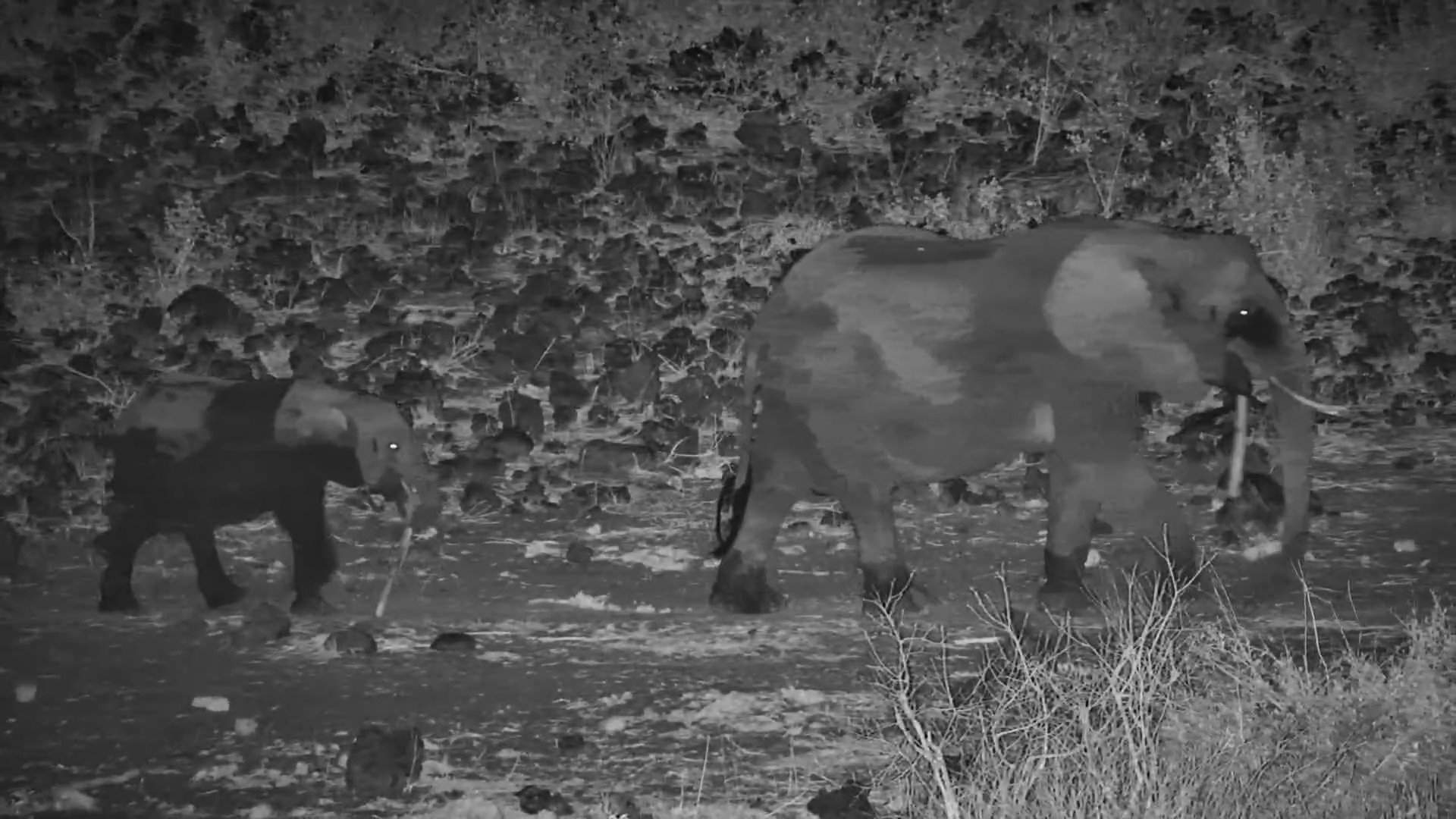 Adorable Elephant Calf Copies Mom - A Lesson in the Bush