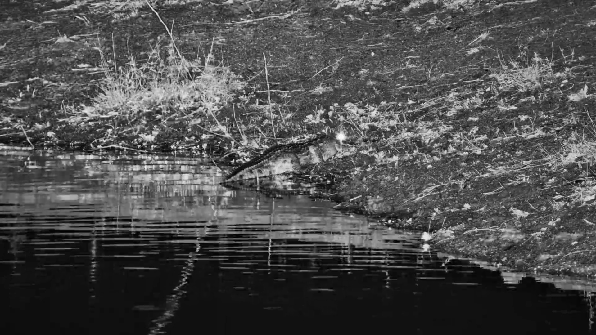 Young Crocodile Snags a Surprise Snack by the Water’s Edge