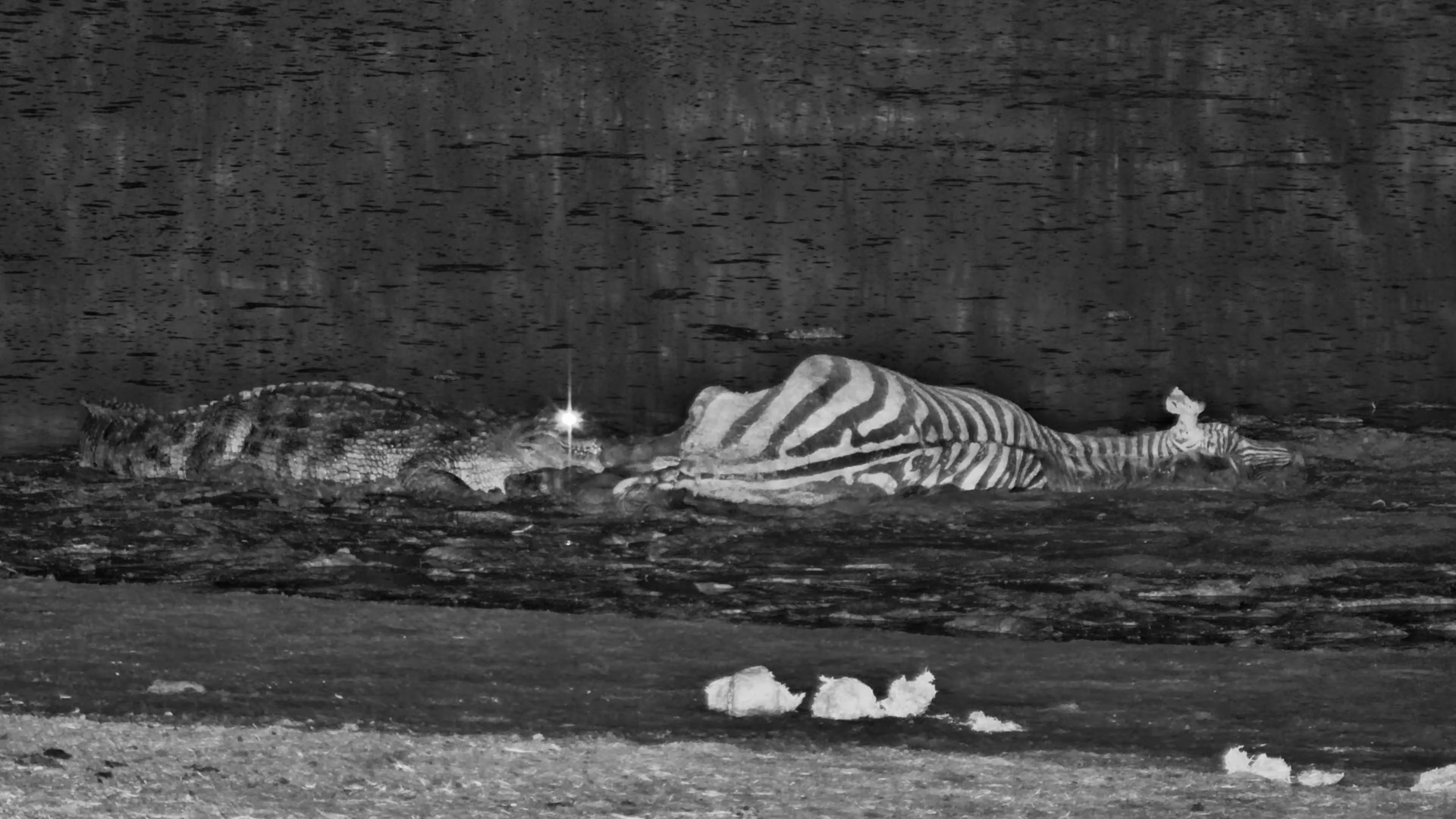 Crocodile’s Death Roll on Zebra Carcass