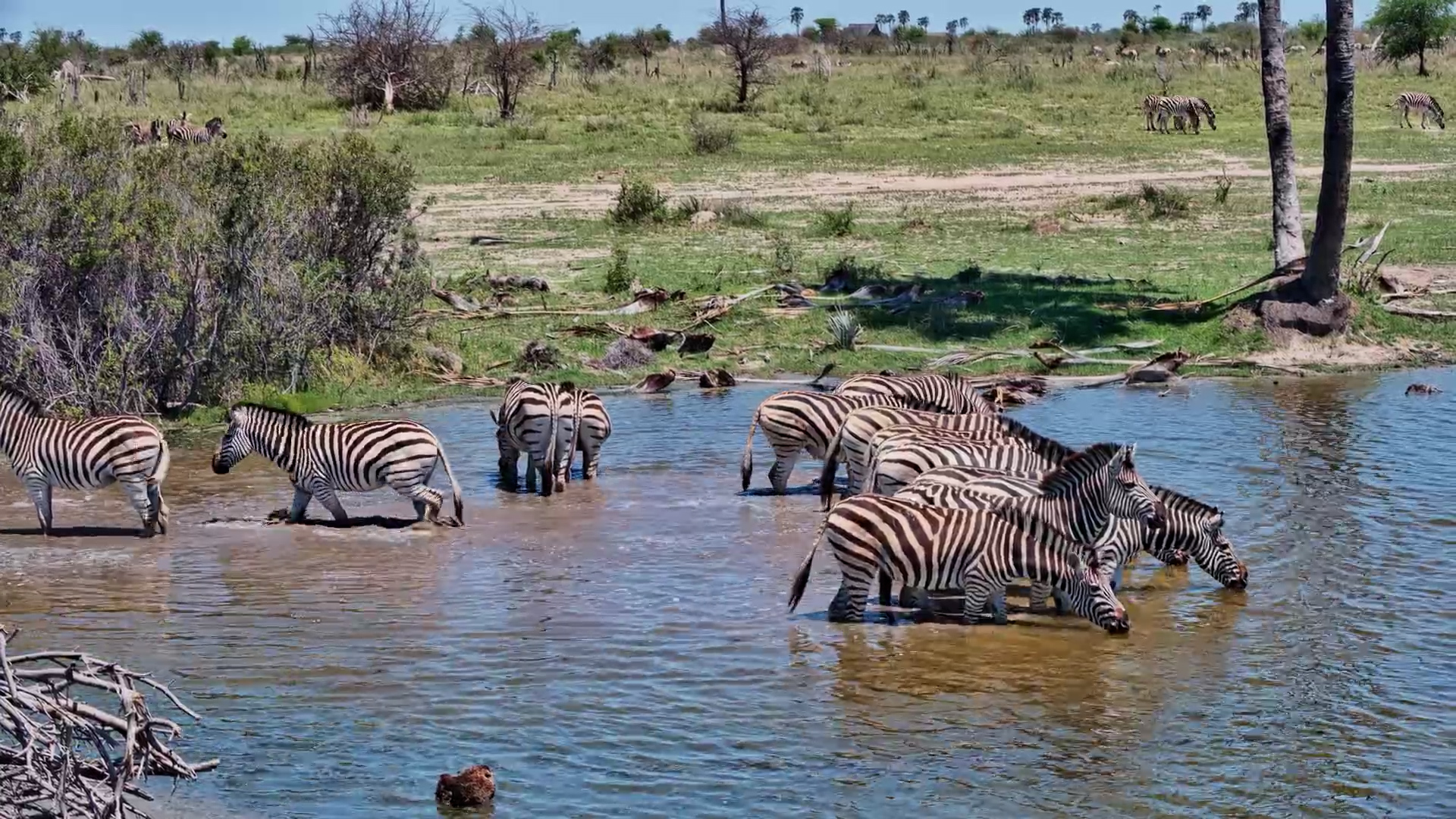 A Dazzle Arrives for a Drink in the Kalahari