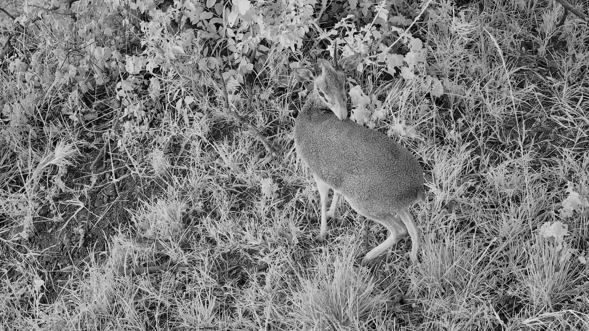 Tiny Dik-Dik Grooming Right Below the Camera
