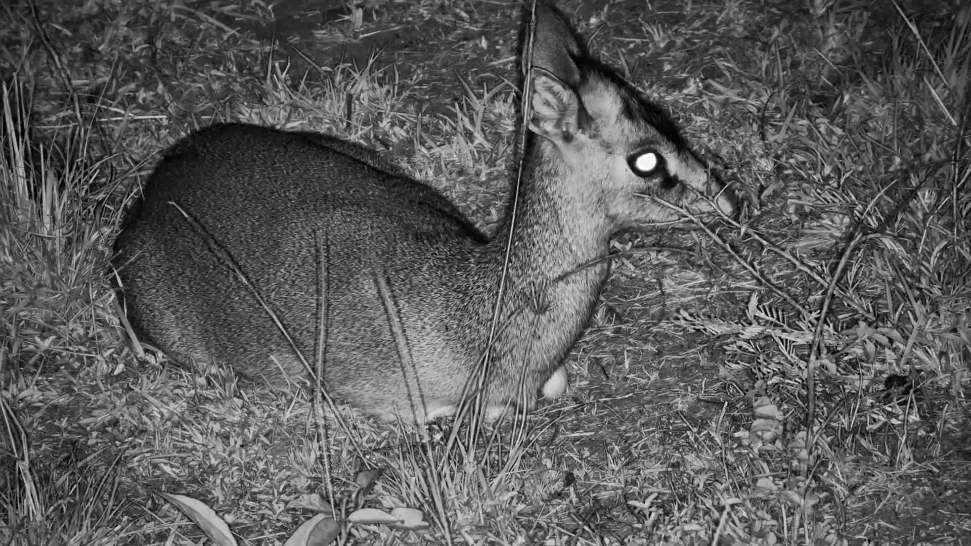 A Dik-Dik Quietly Rests Below the Camera at Mahali Mzuri