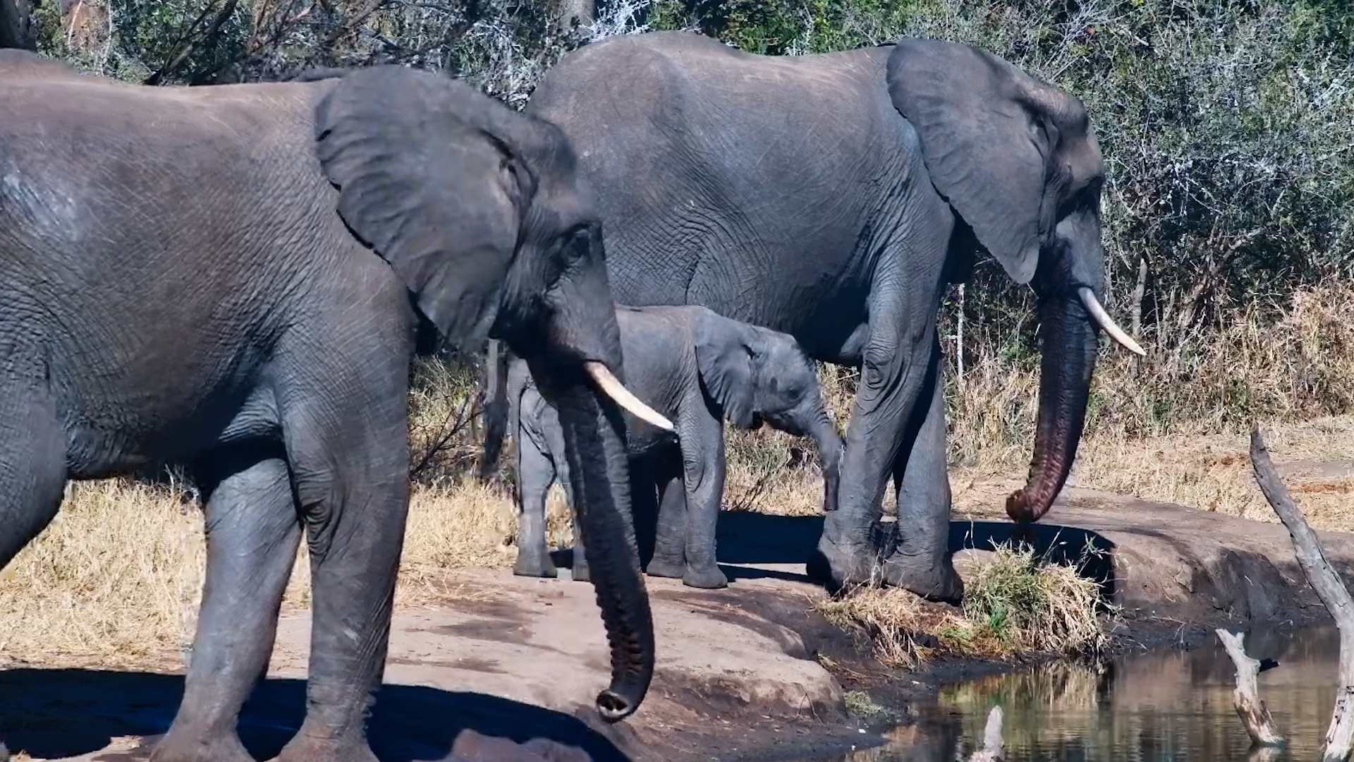 A Tiny Elephant Learns How the Big Ones Drink