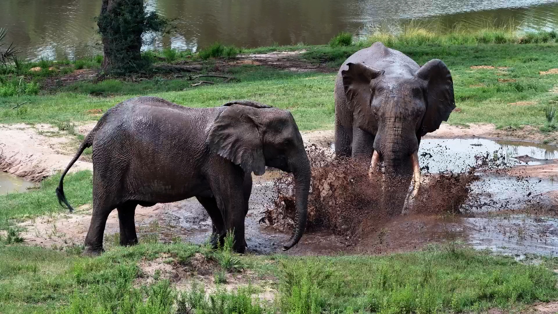 Mud Party! Elephants Go All-In at Tembe