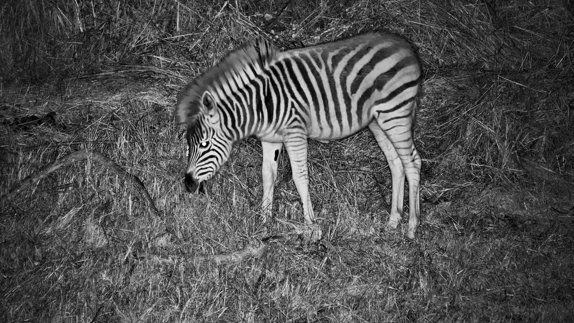 The Quiet Life of Zebras at Night