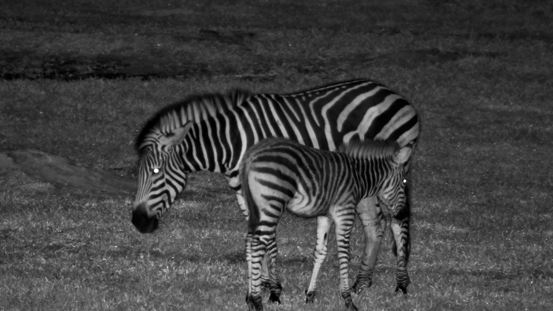 Naughty Foal! Zebra Mum Teaches a Lesson During Nursing