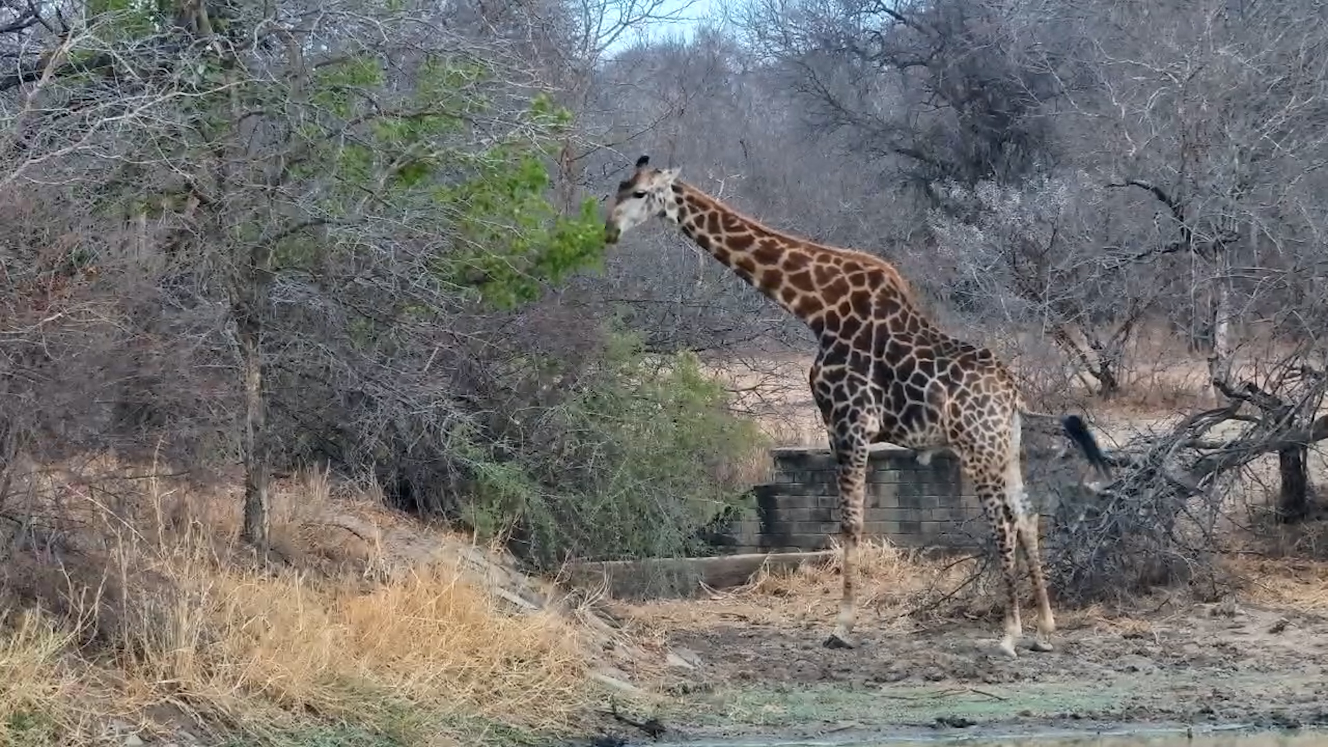 Giraffe Grace at Jabulani: Drinking & Browsing