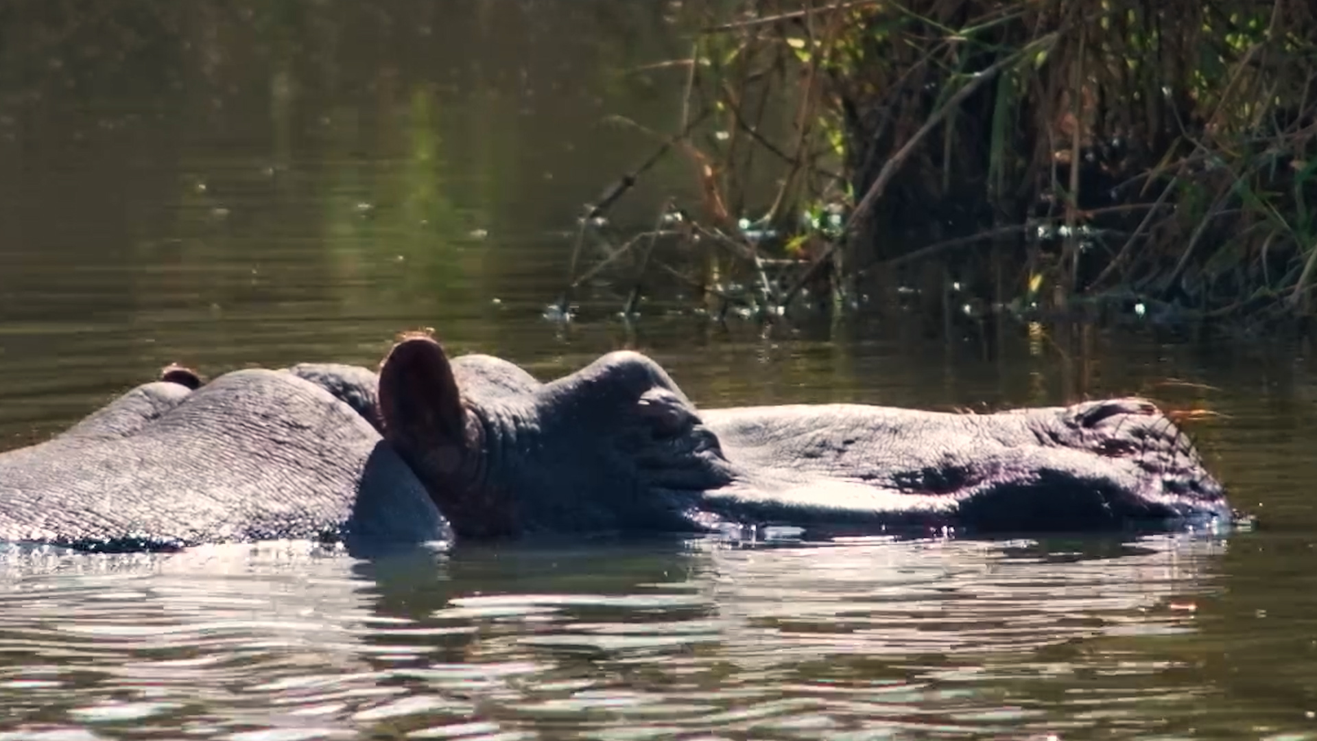 A Hippo Finds the Perfect Soaking Spot