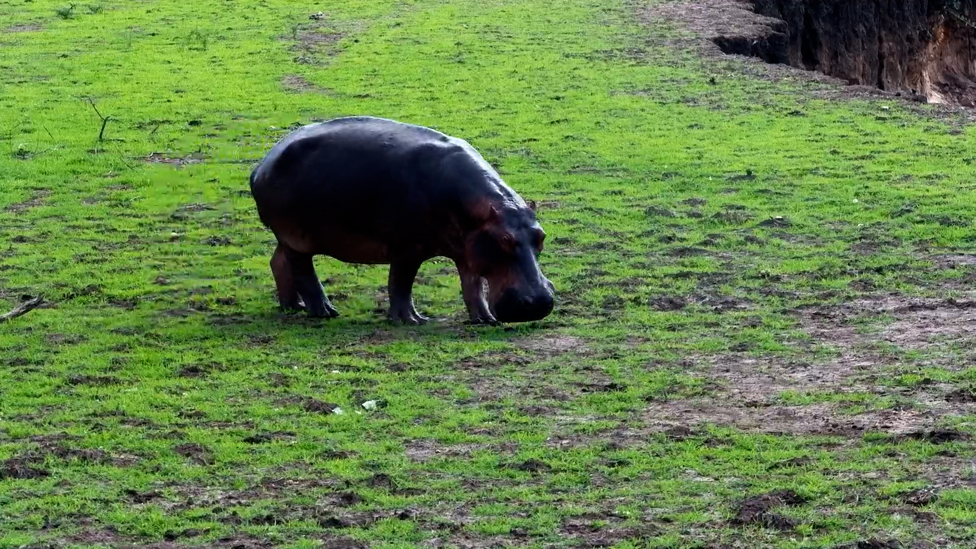 Injured Hippo Grazes by the Zambezi River