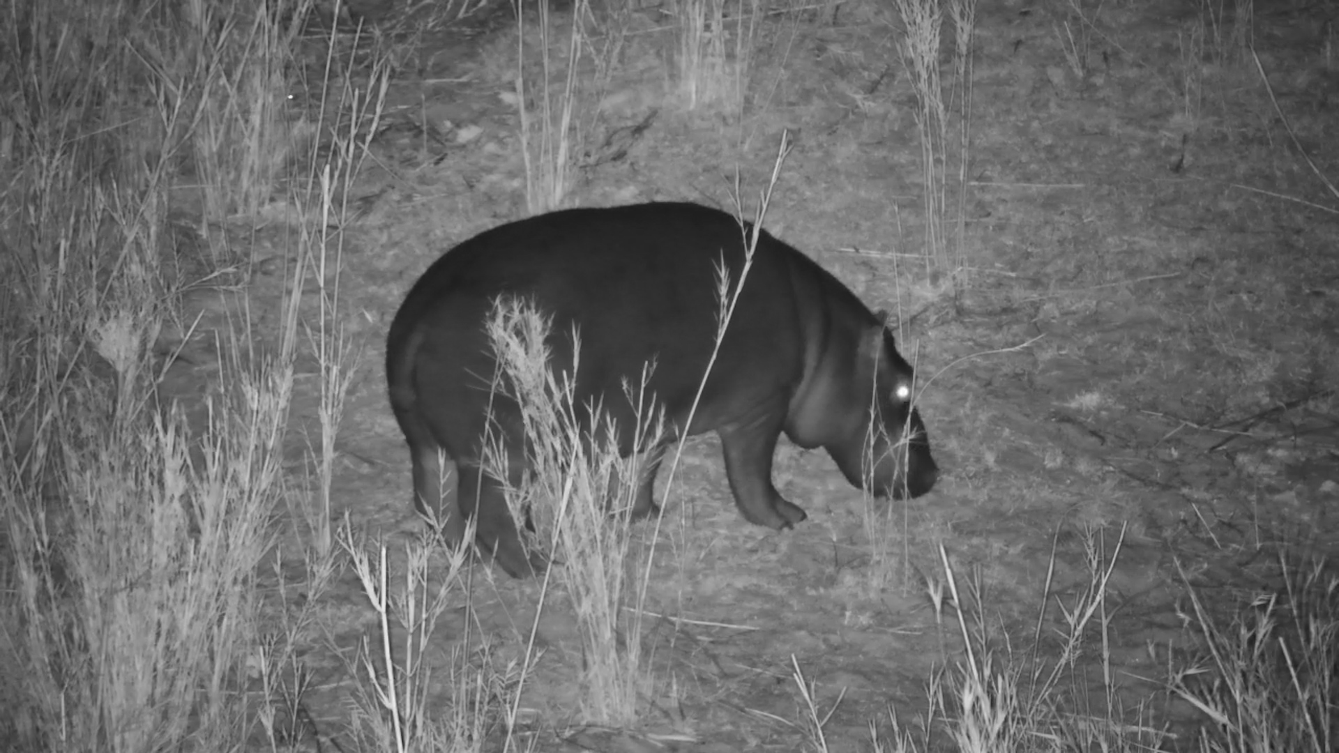 Young Hippo Grazing at Night
