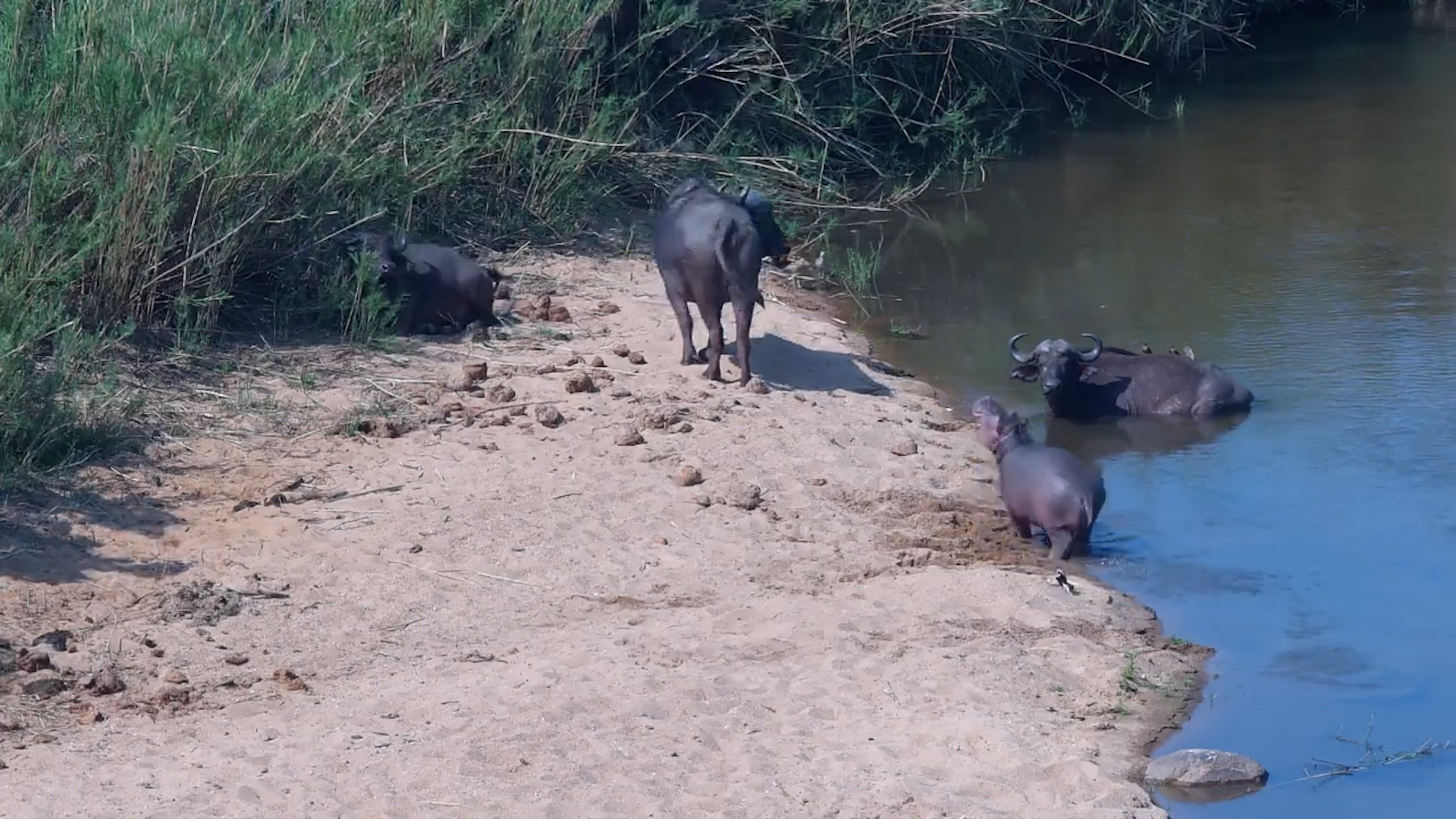 Little Hippo Shows Big Attitude Among the Buffalo