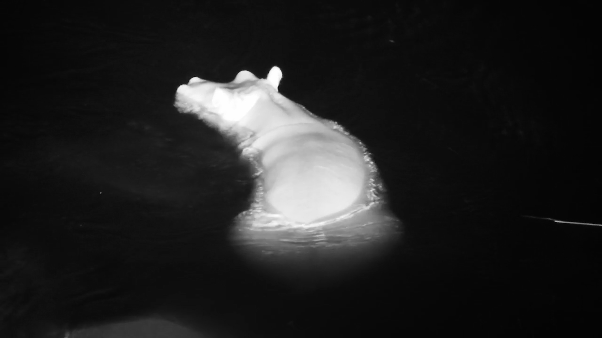 Hippo Meets Crocodile in the Dark