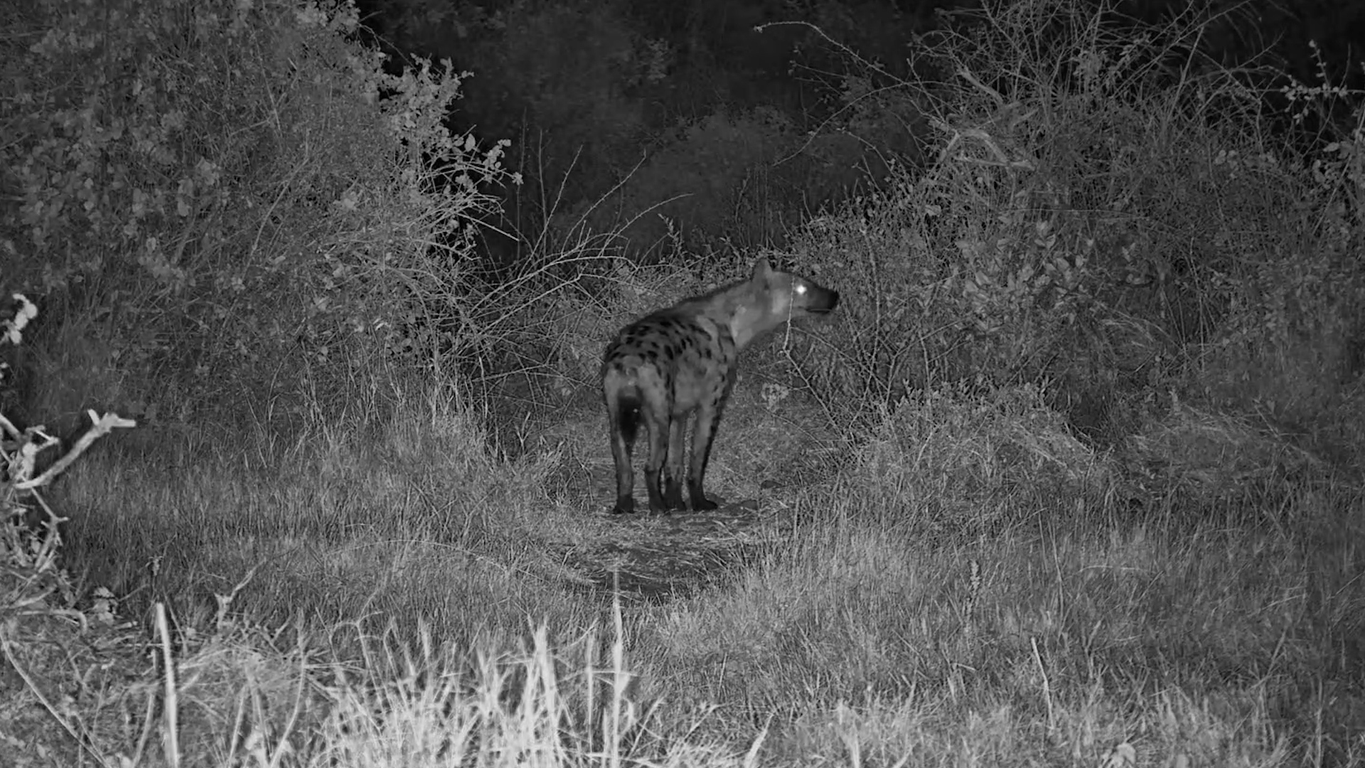 A Lone Hyena Sneaks Through the Waterhole at Night