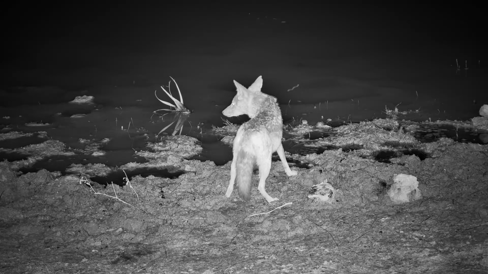 Jackal Quenches Its Thirst in the Kalahari