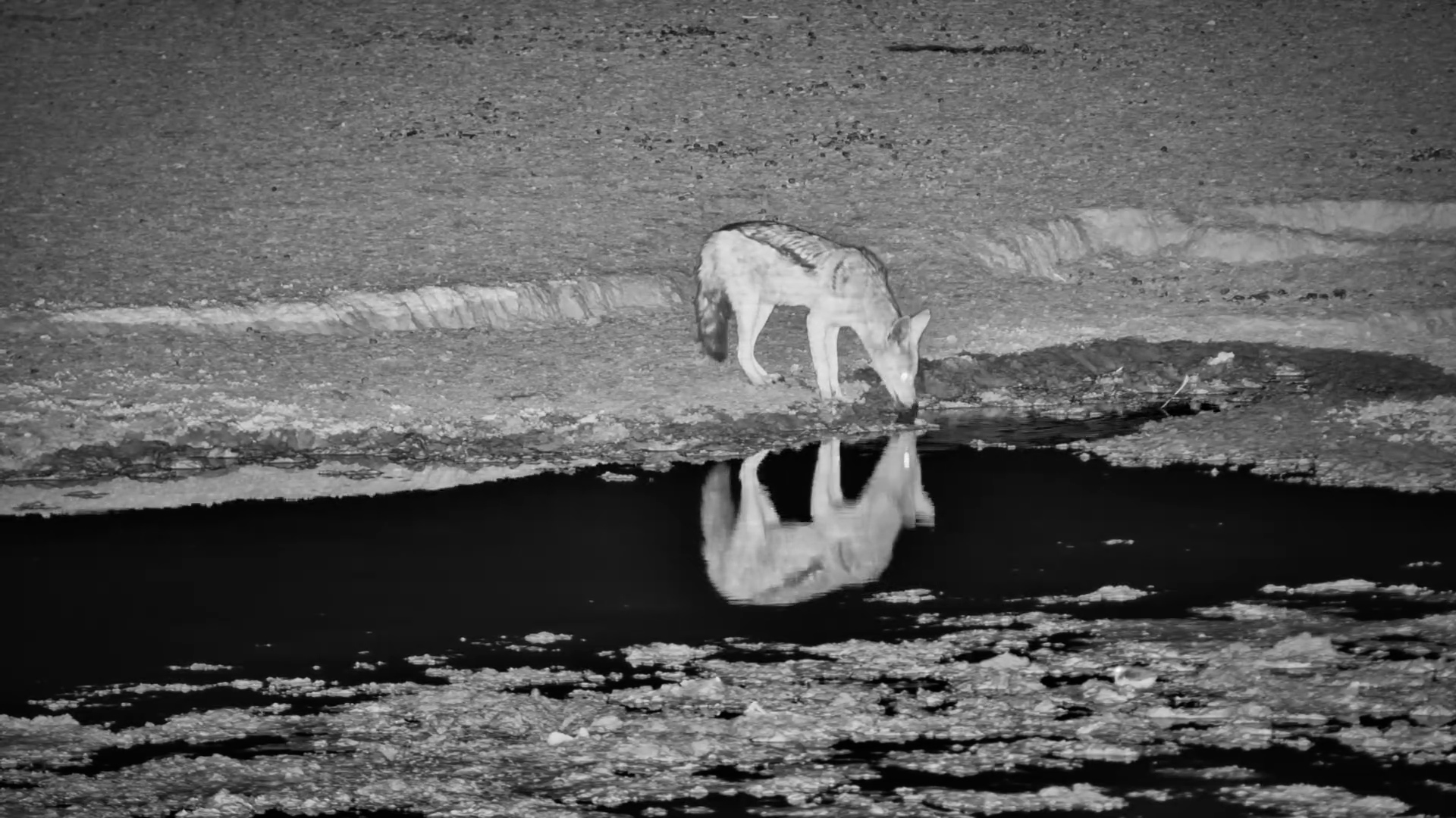 Black-Backed Jackal Visits Waterhole at Night