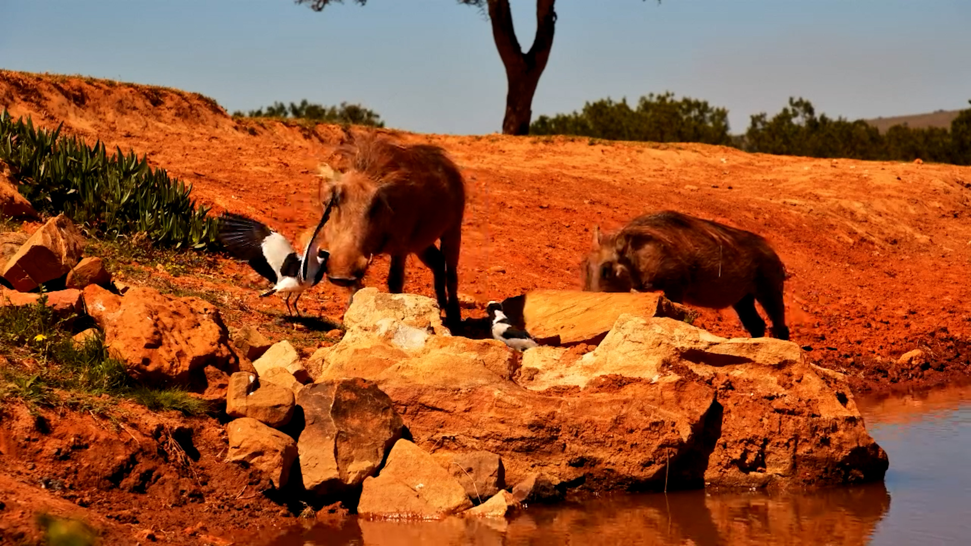 Brave Lapwing Defends Chicks from Curious Warthogs!