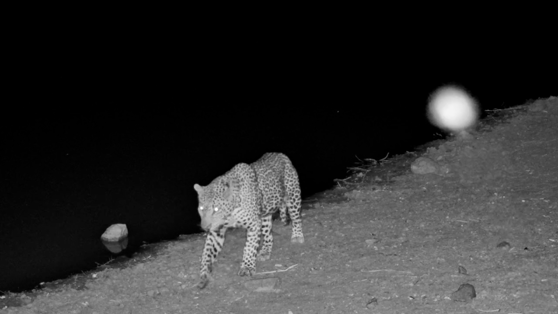 Male Leopard Drinks and Scent-Marks at Jabulani in the Night