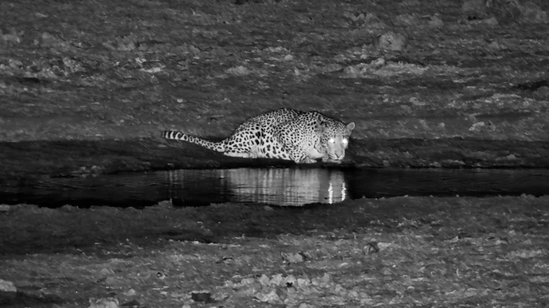 Male Leopard Returns for Another Drink at Meno A Kwena