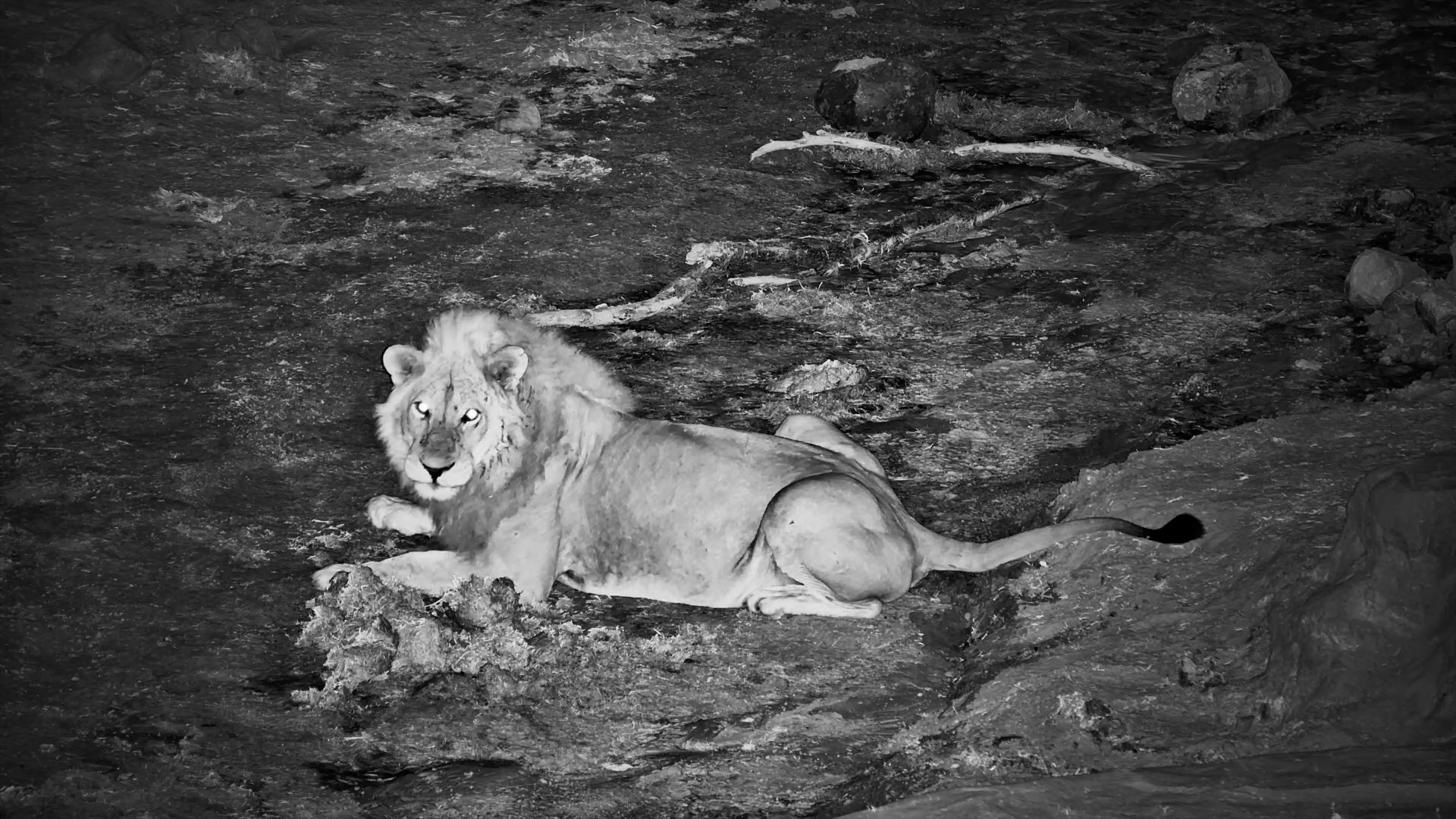 Gorgeous Male Lion Visits Camelthorn at Night