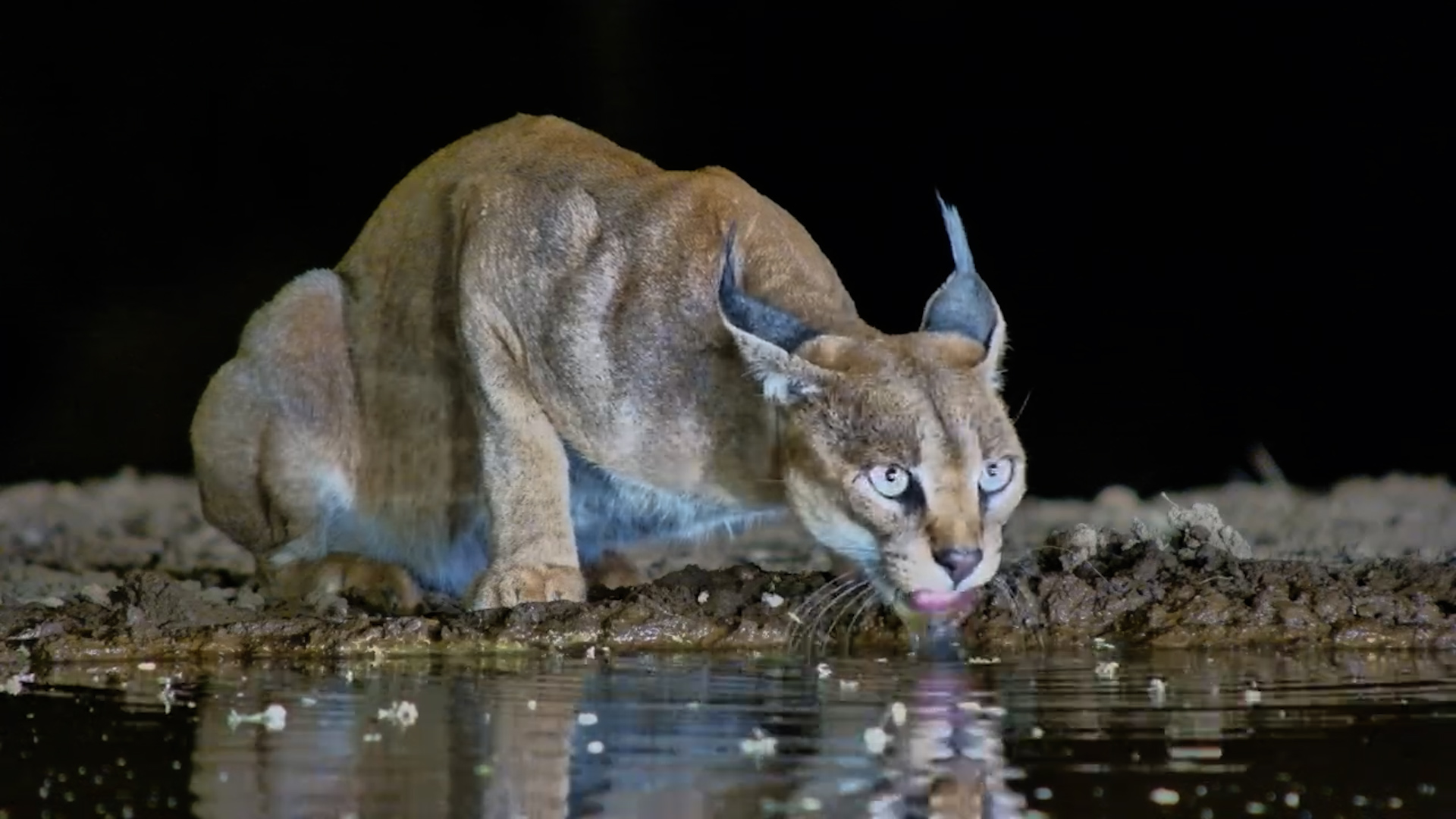 Cautious Caracal Comes to Drink at Night