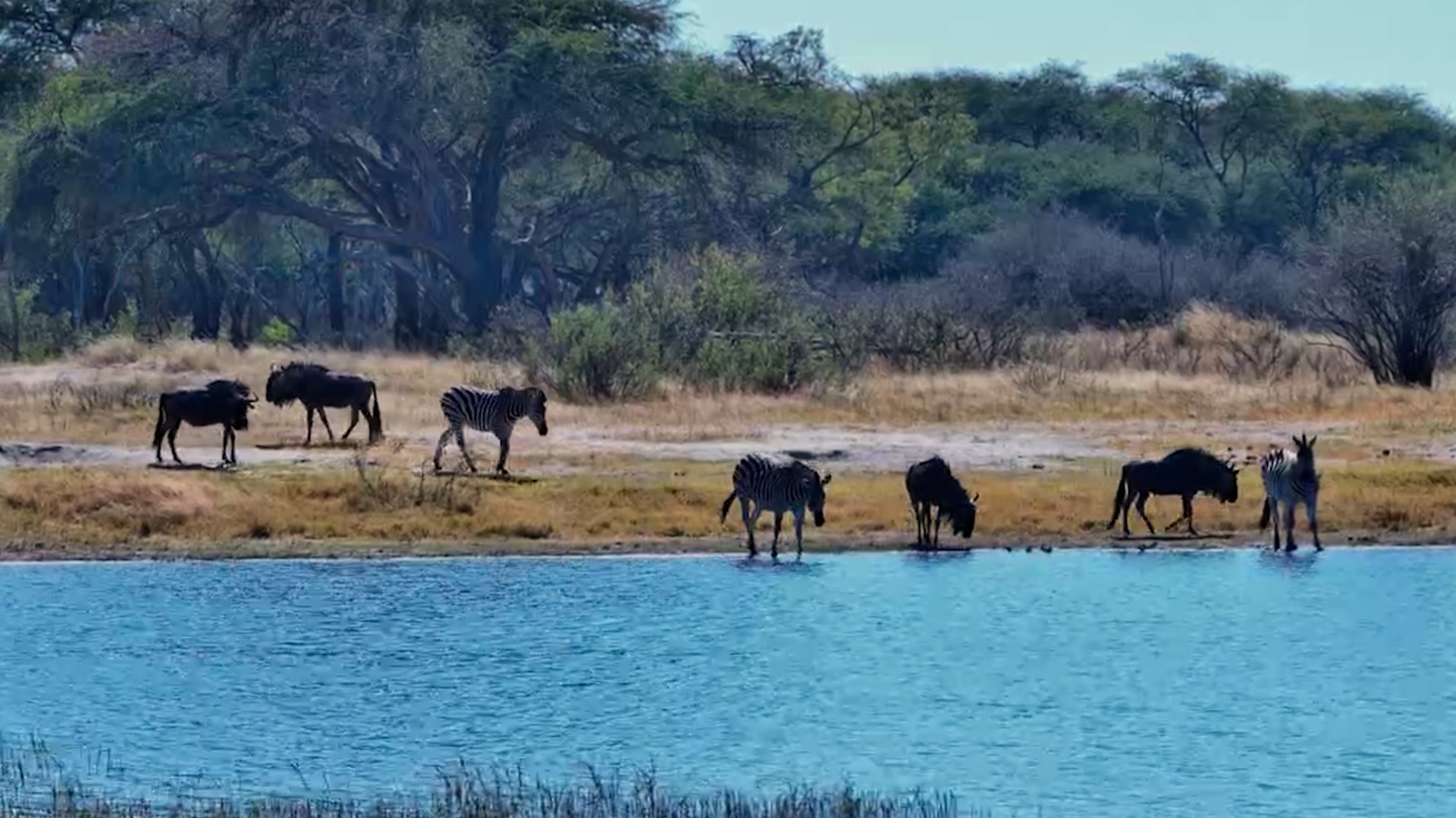 Zebras and Wildebeest Share a Slow Day at the Pan