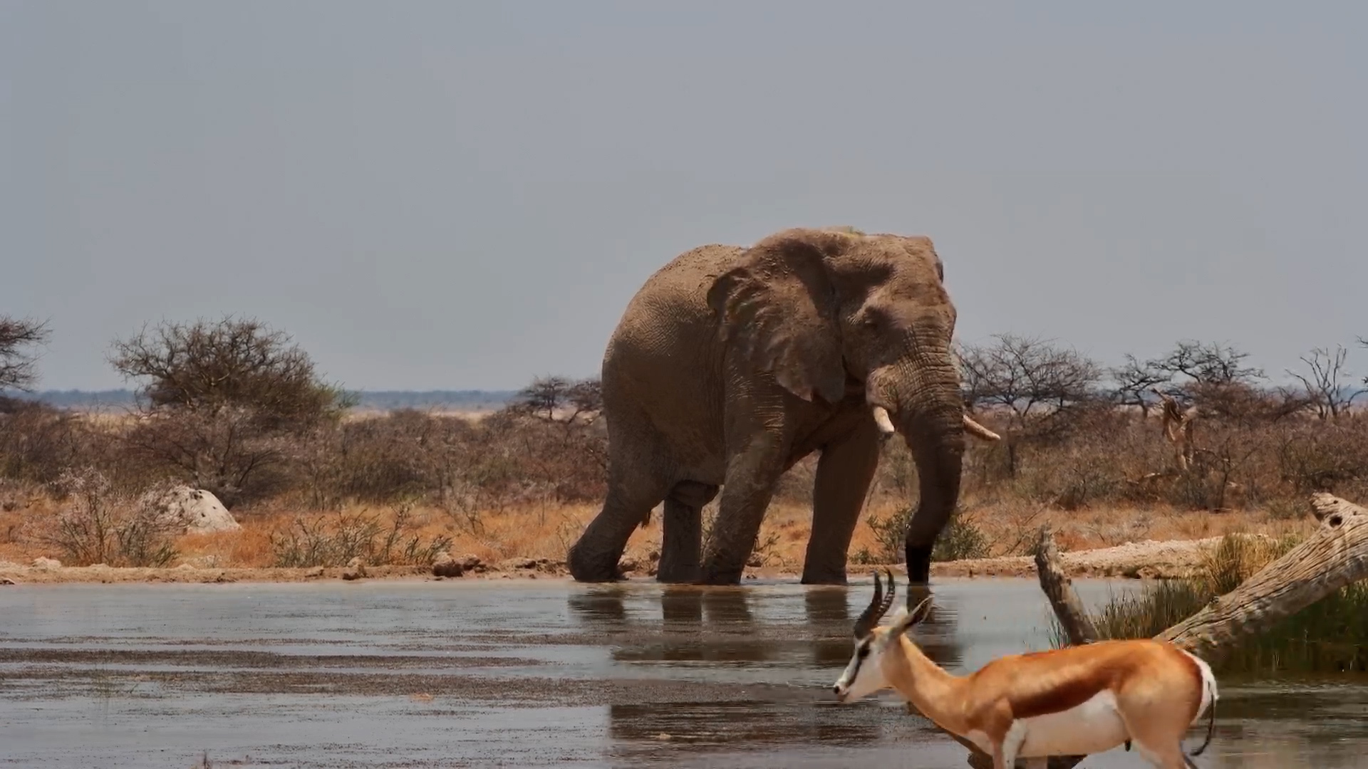 Big Elephant Bull Shares a Drink with Springbok & Impala