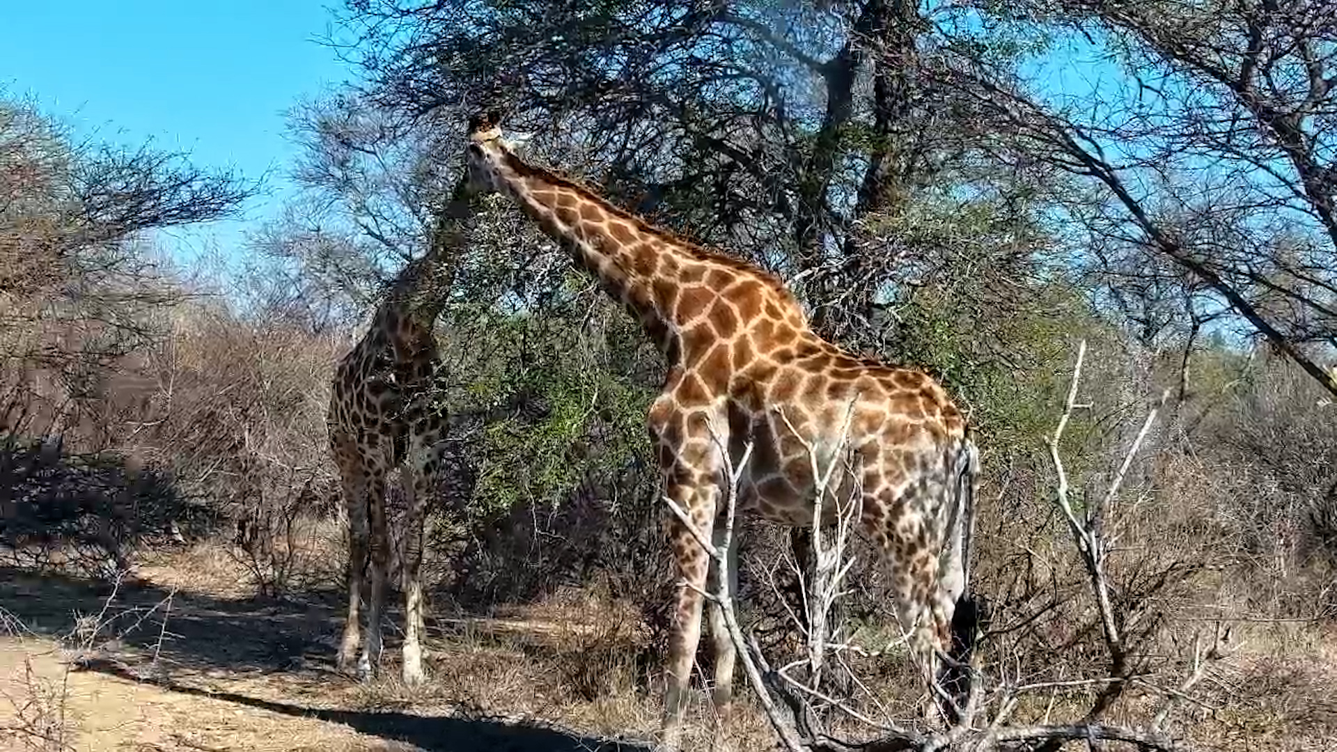 Gentle Giants Grazing Together at Jabulani